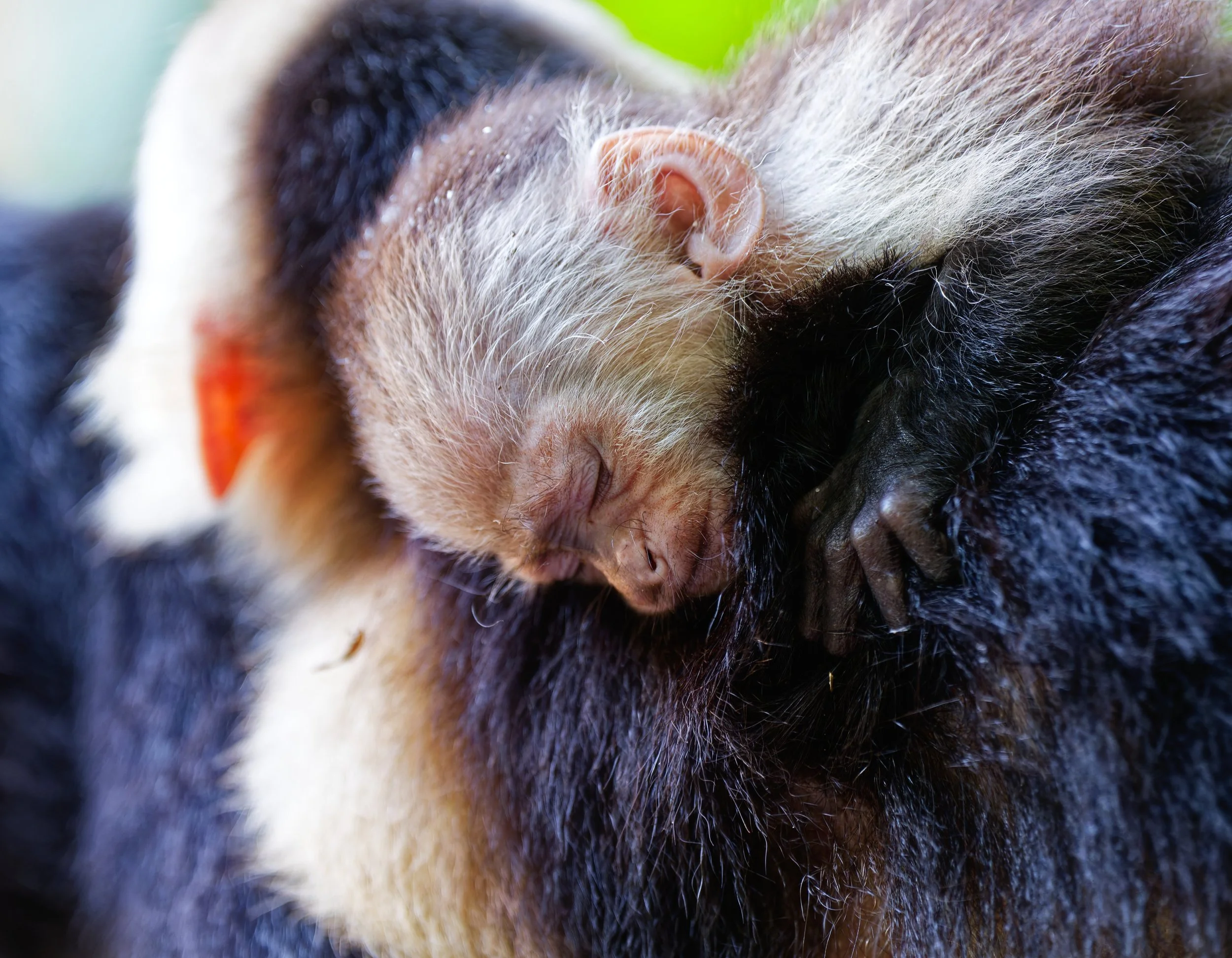 Costa Rica Wildlife-23.jpg