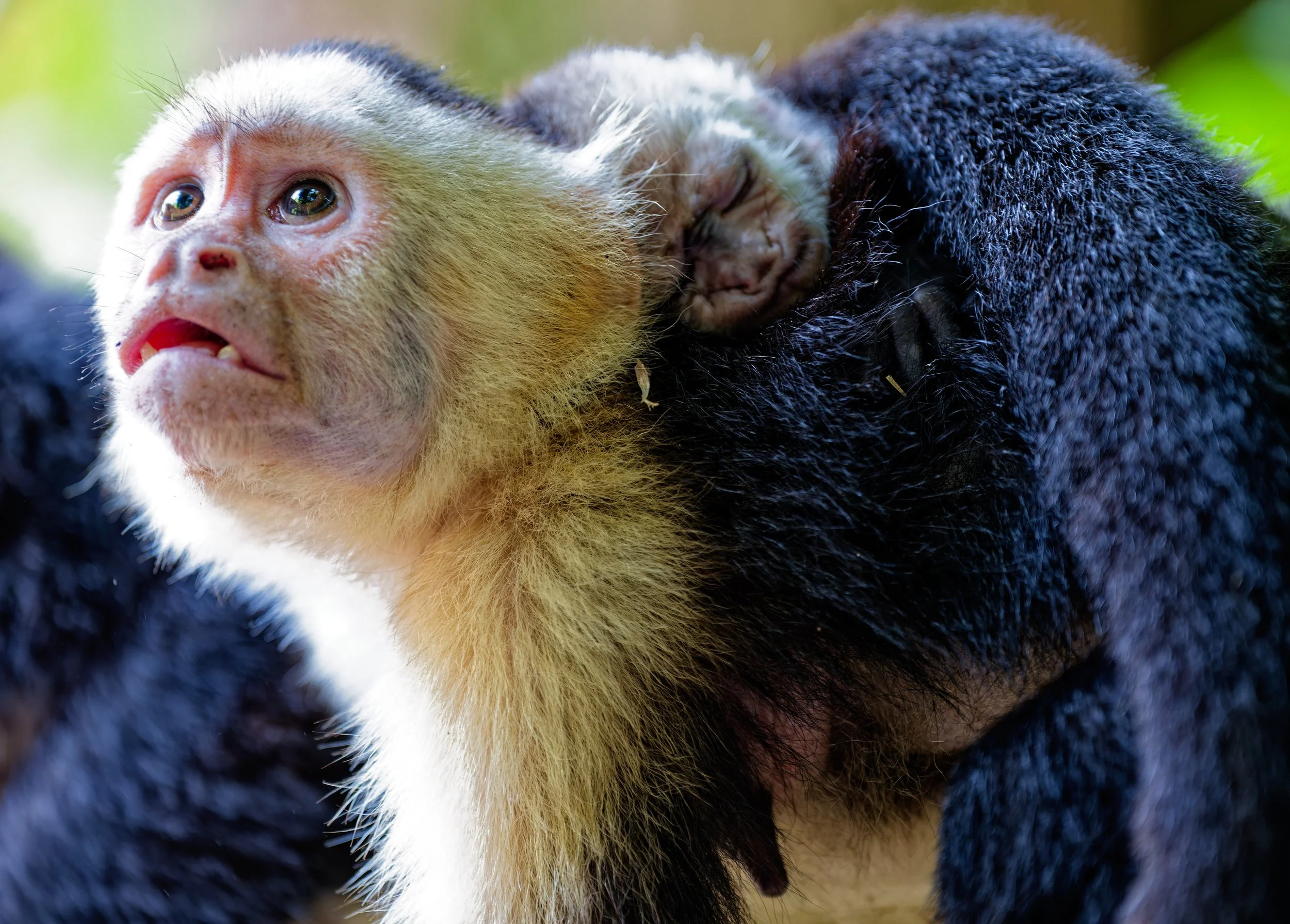 Costa Rica Wildlife-24.jpg