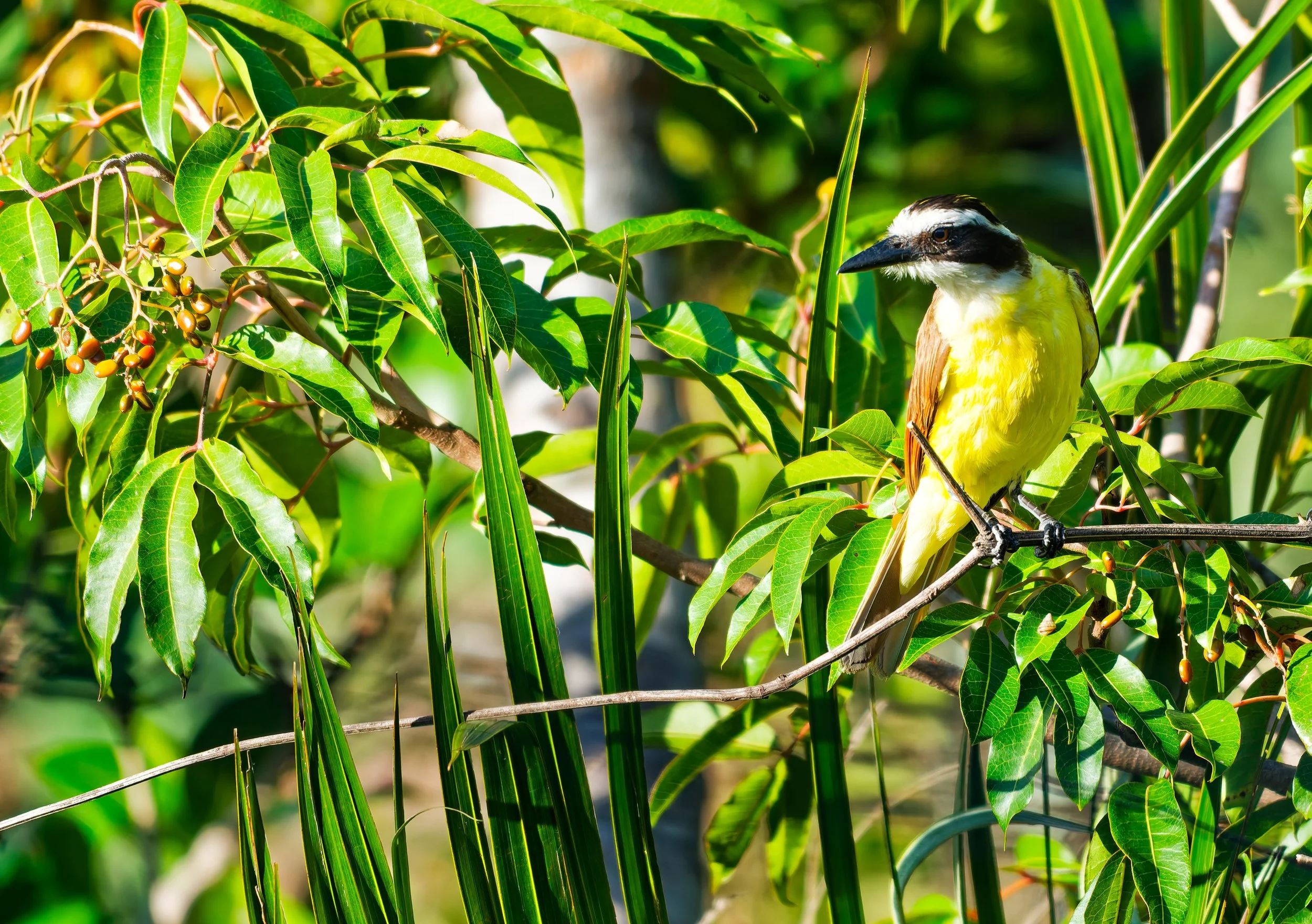 Costa Rica Wildlife-1.jpg