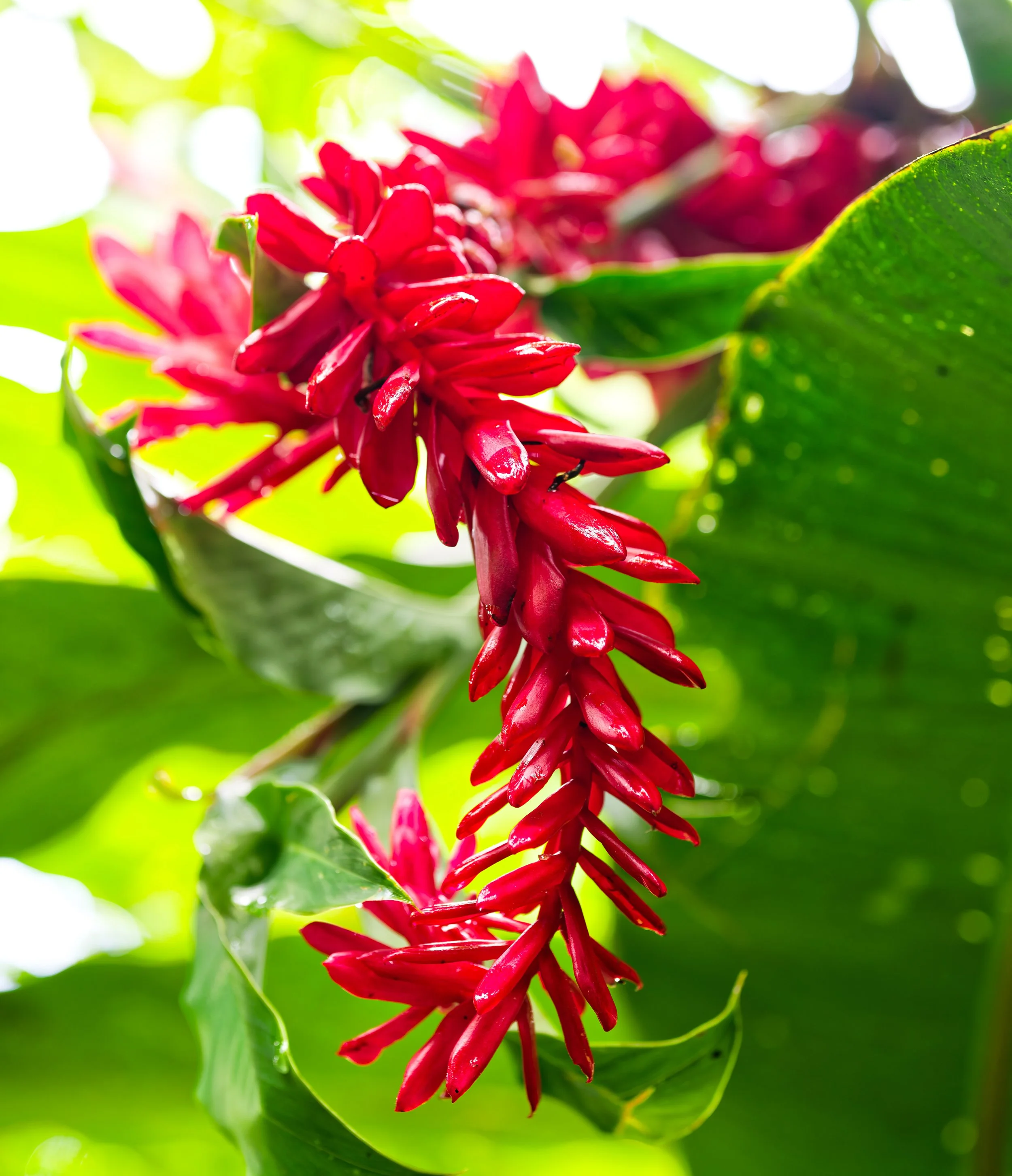Costa Rica Flowers-1.jpg