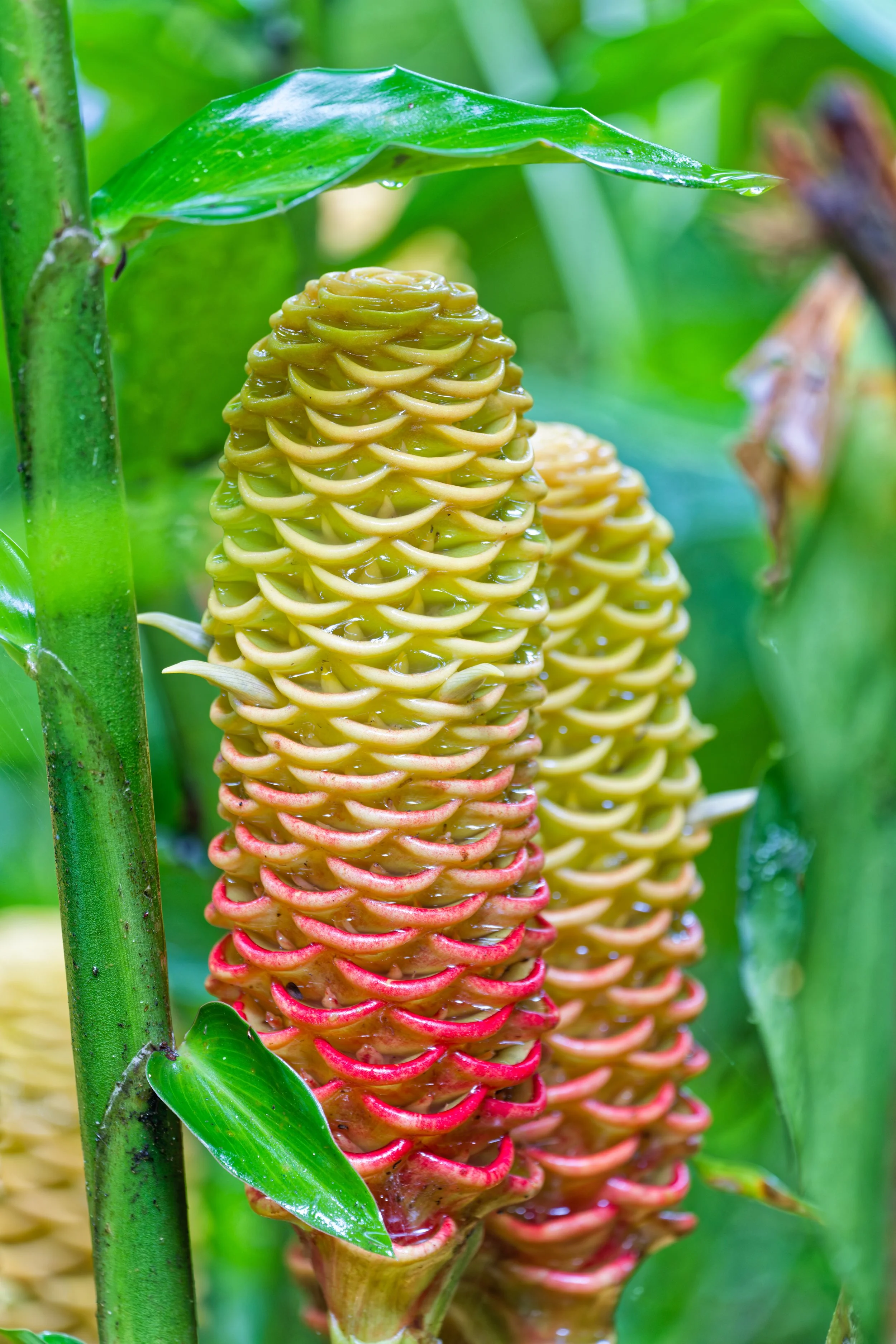 Costa Rica Flowers-5.jpg