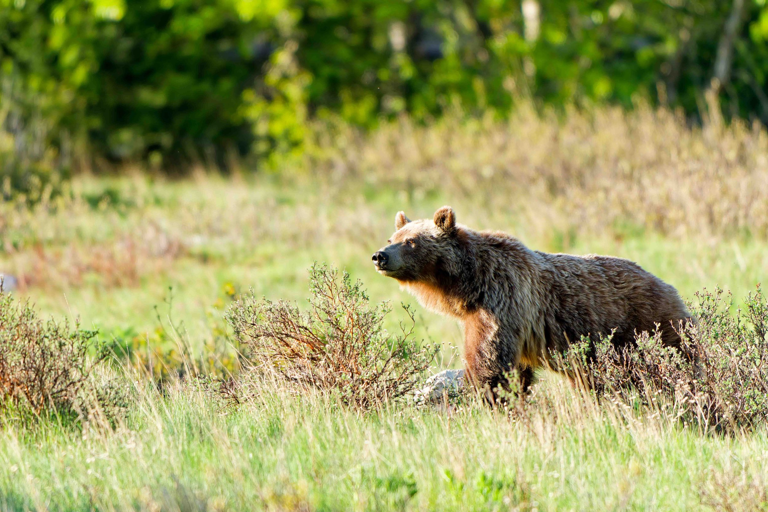 Glacier Park Wildlife-7.jpg