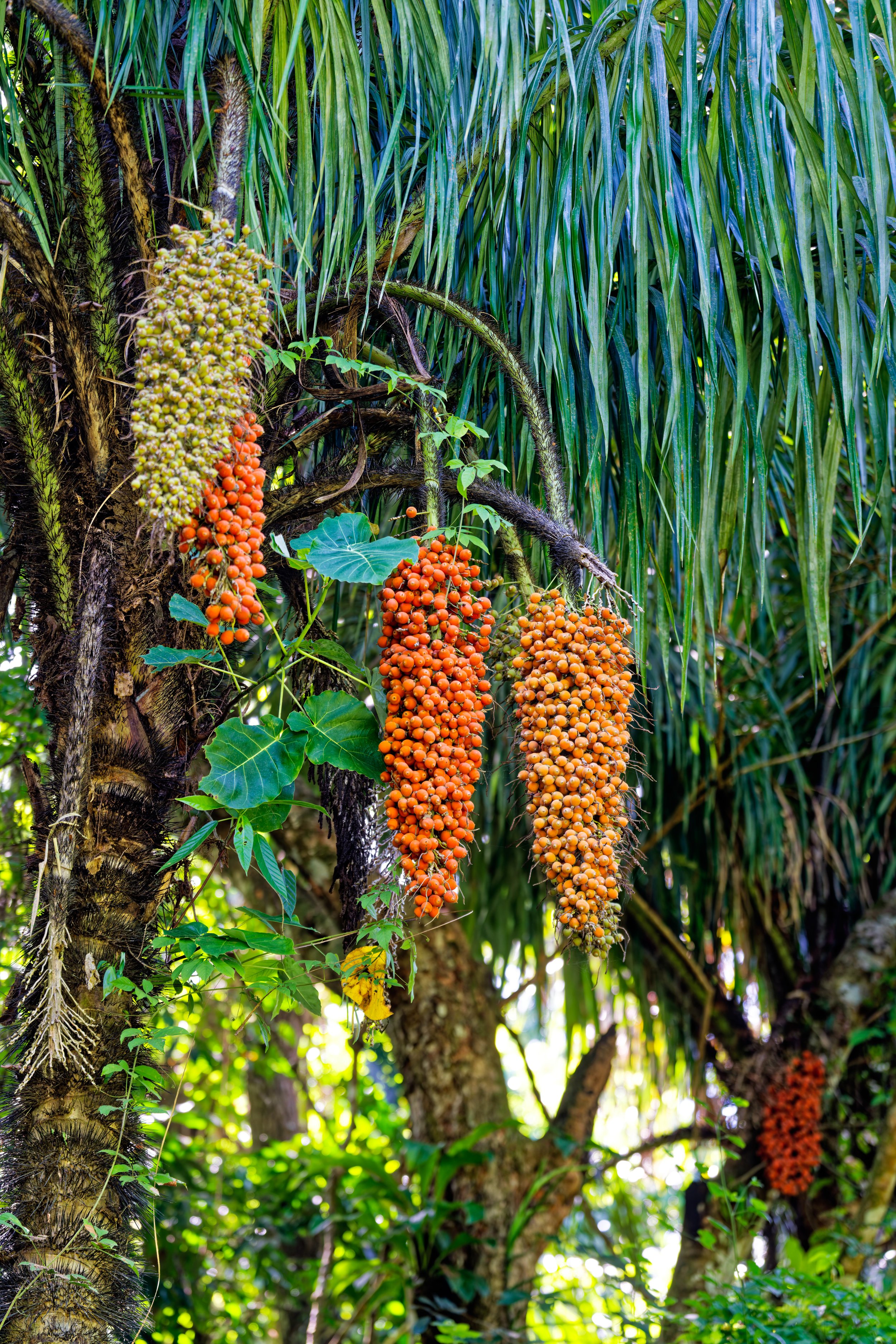 Costa Rica Flowers-8.jpg