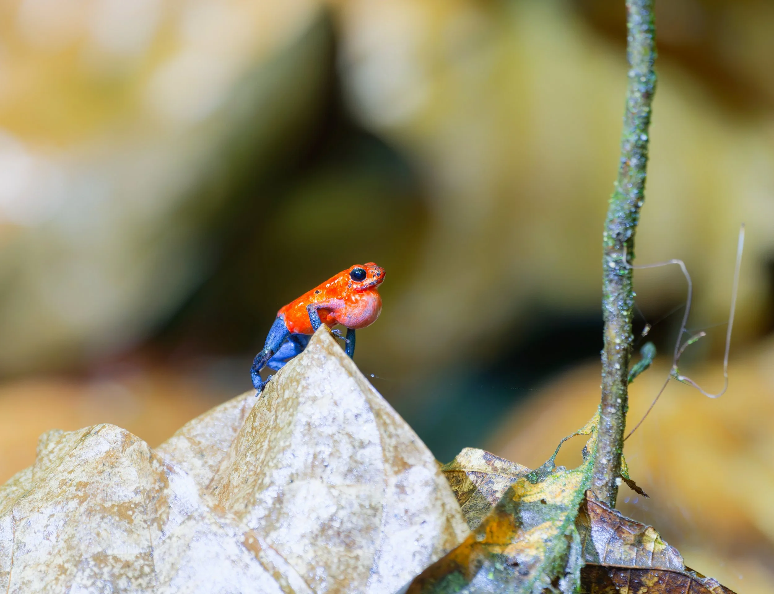 Costa Rica Wildlife-19.jpg