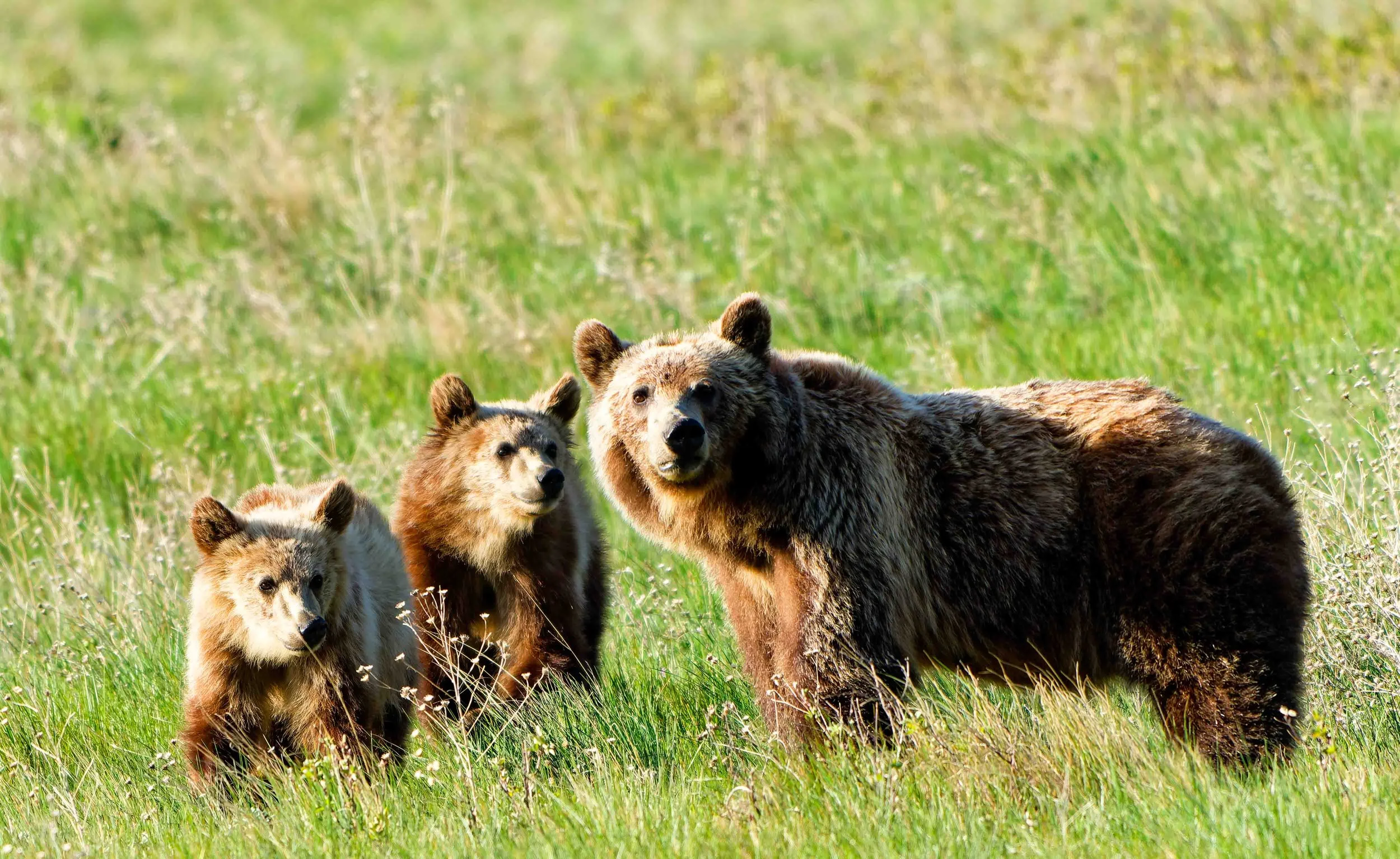 Glacier Park Wildlife-20.jpg