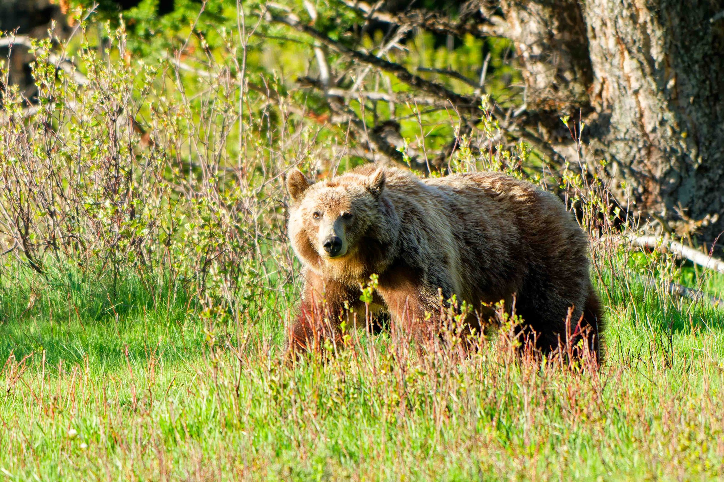 Glacier Park Wildlife-6.jpg