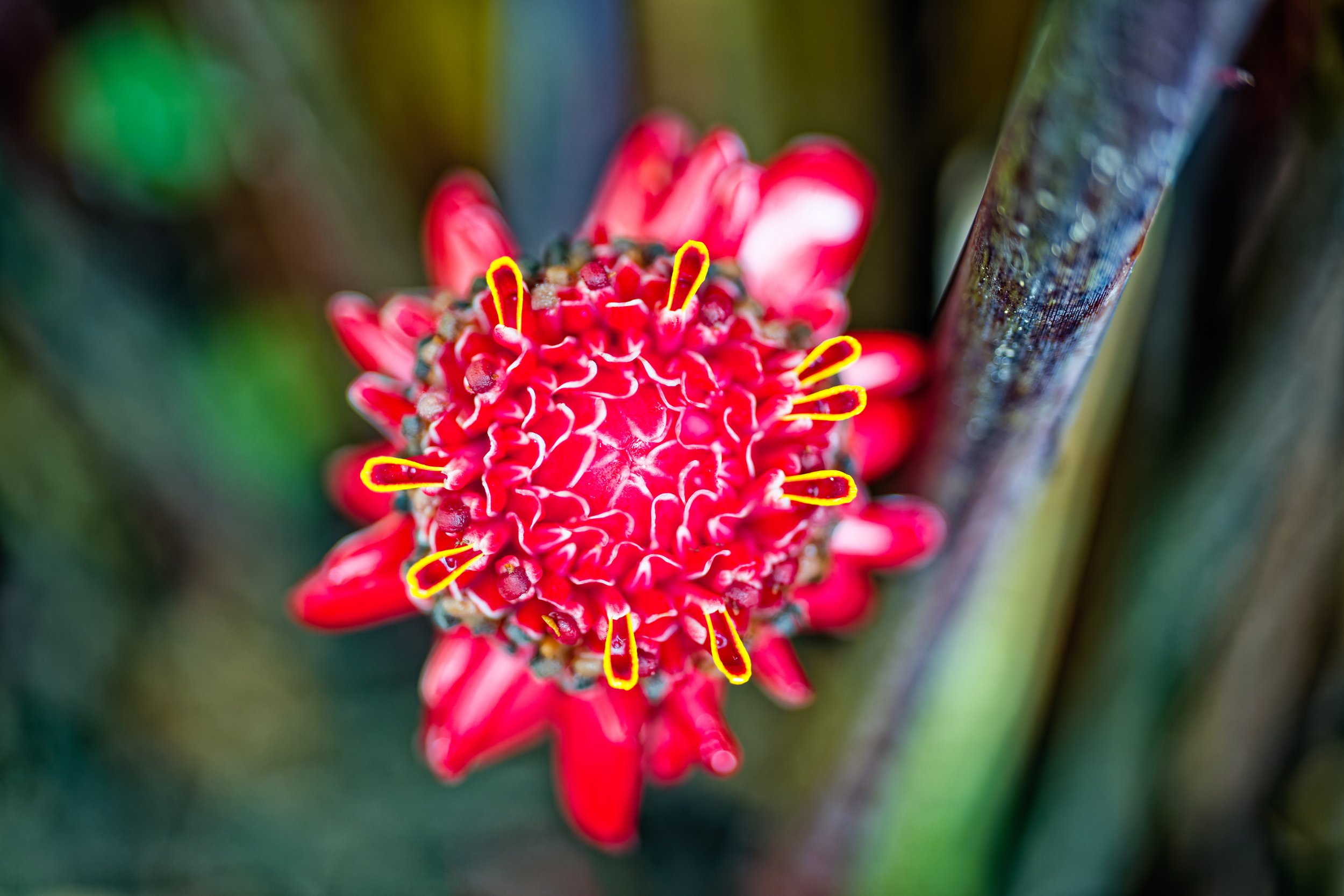 Costa Rica Flowers-2.jpg