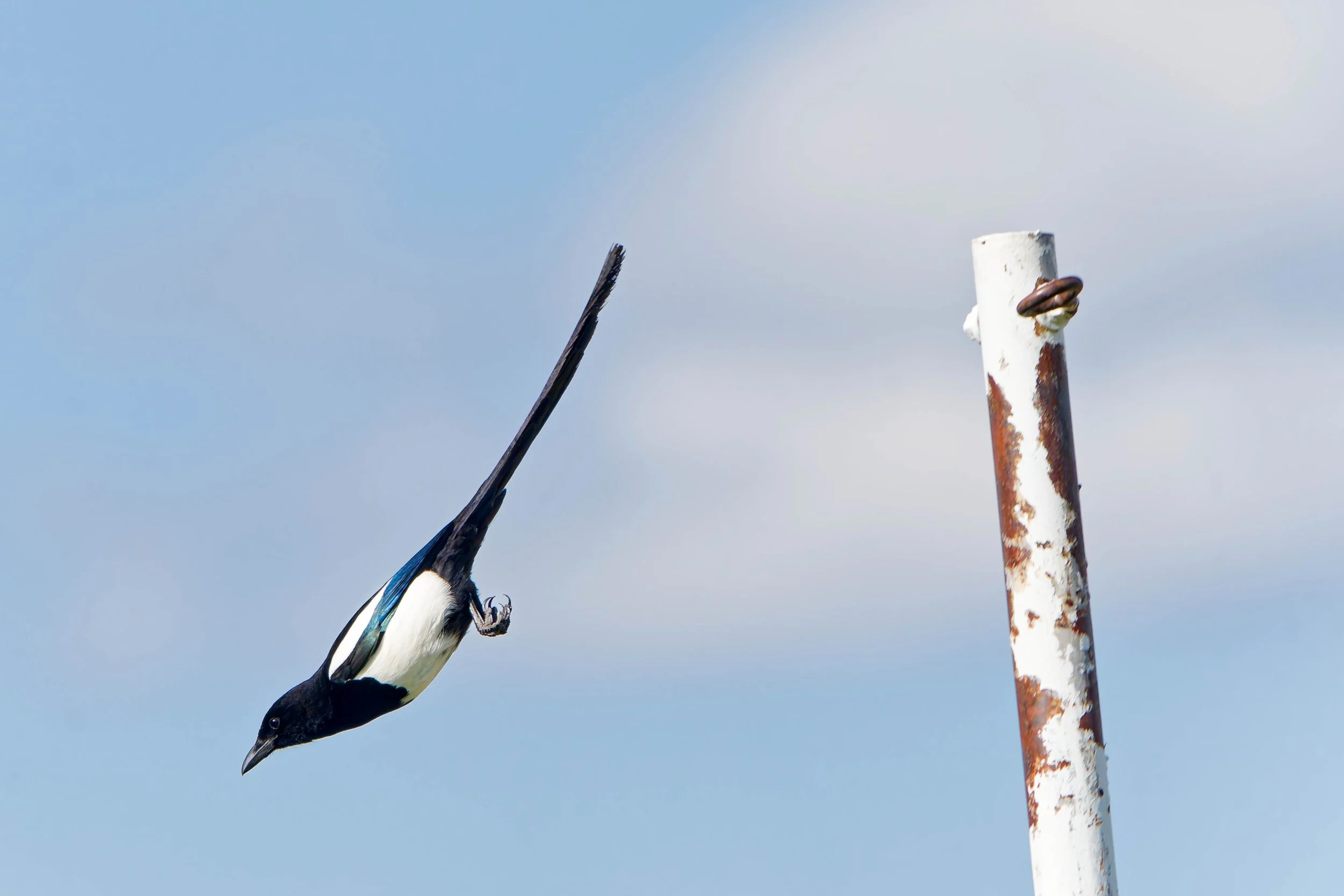 Glacier Park Wildlife-4.jpg