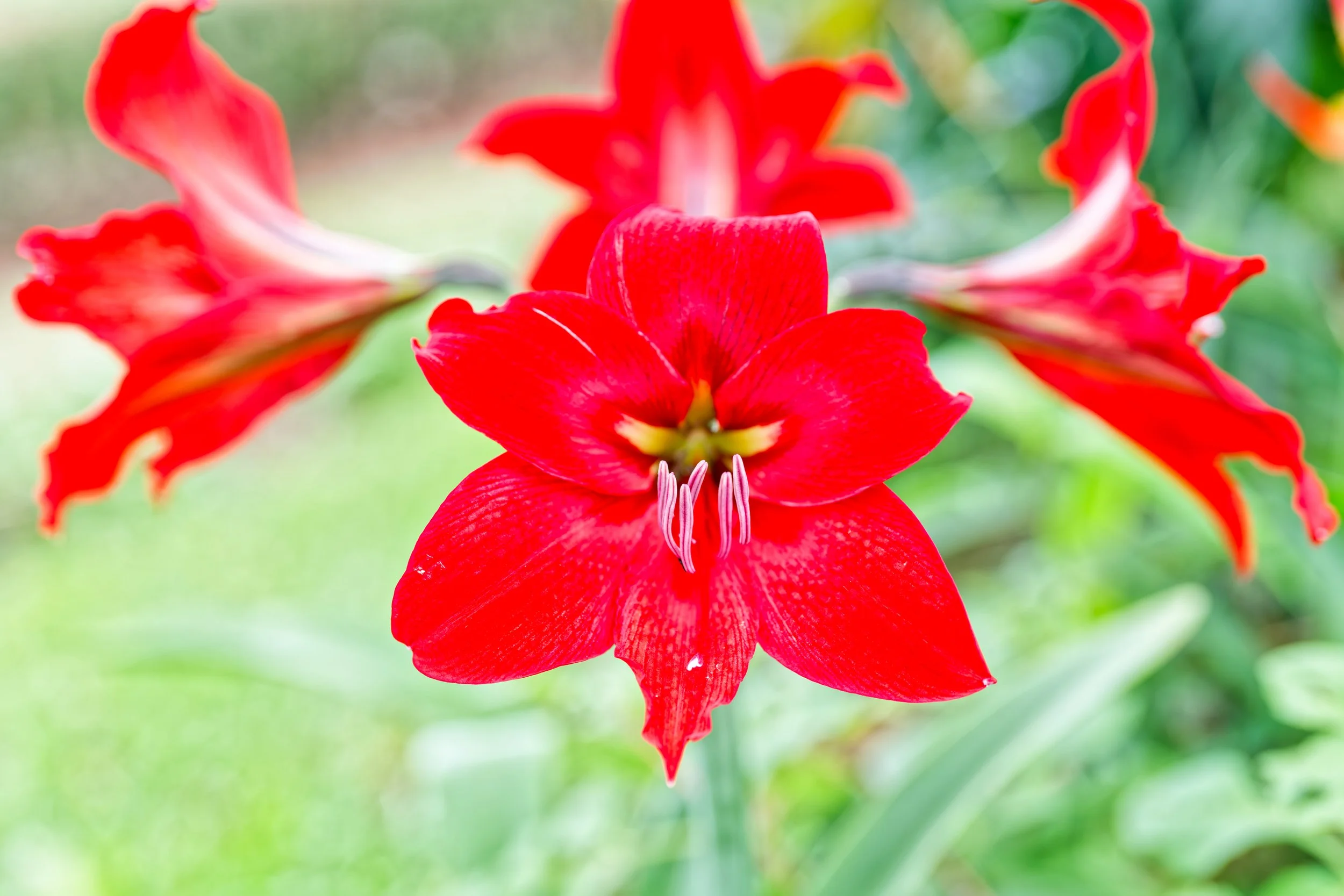 Costa Rica Flowers-11.jpg