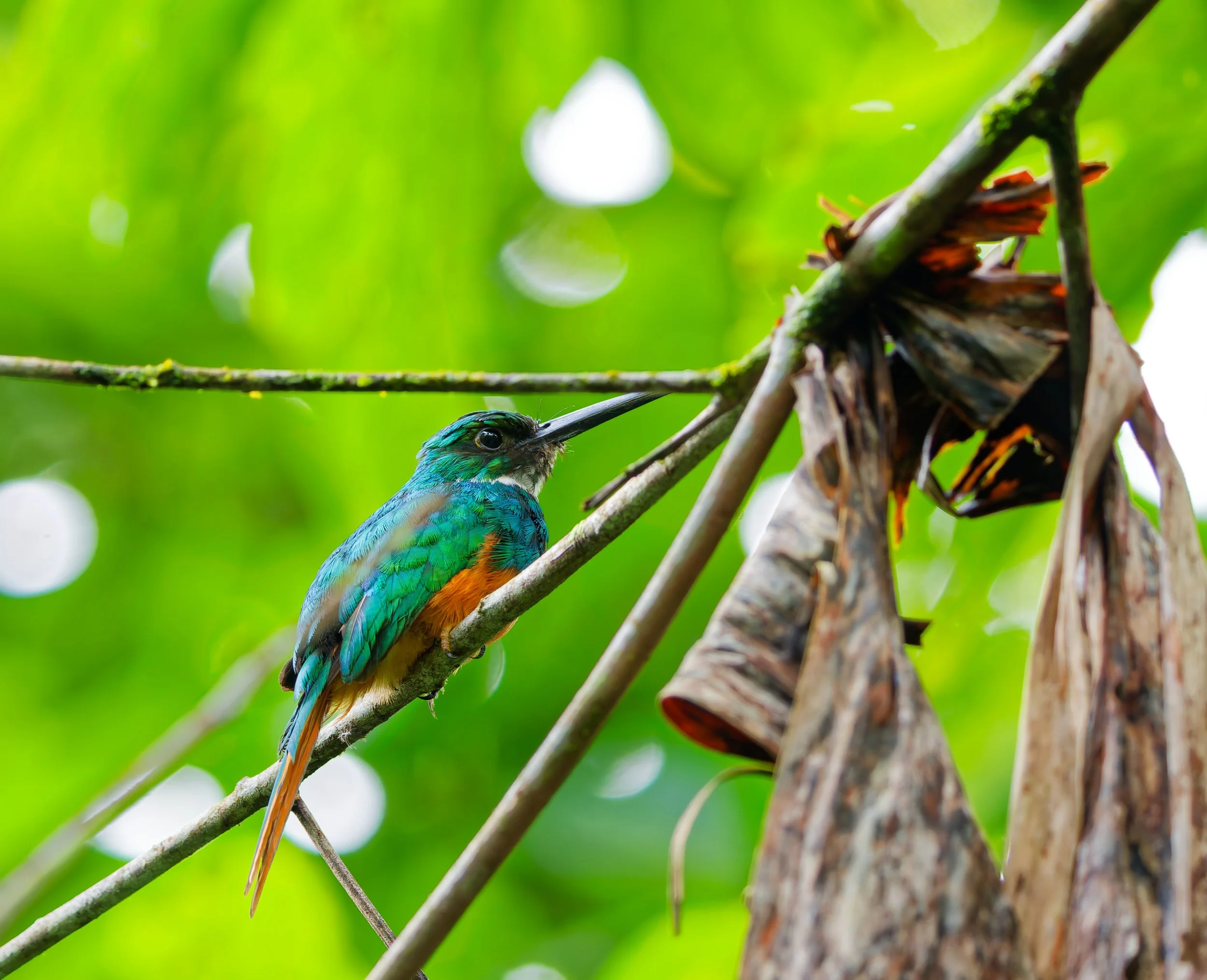 Costa Rica Wildlife-4.jpg