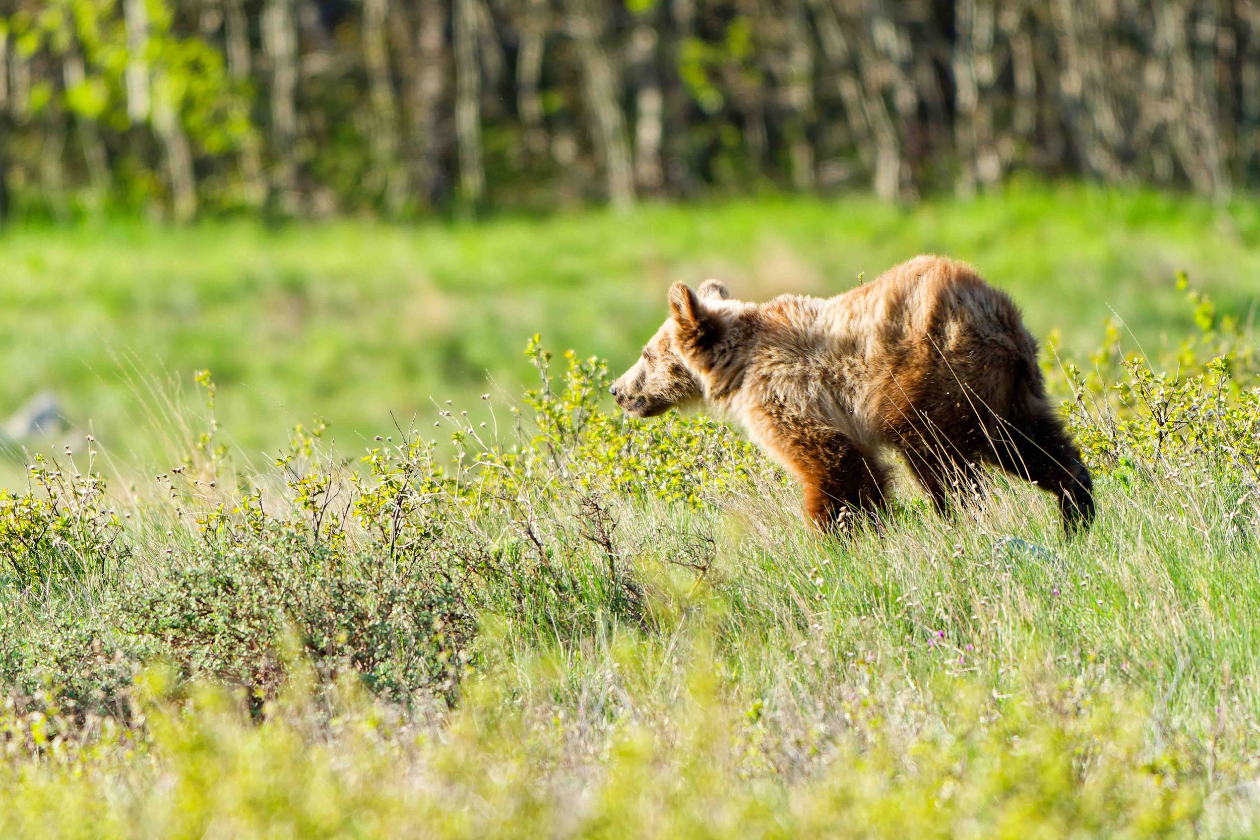 Glacier Park Wildlife-10.jpg