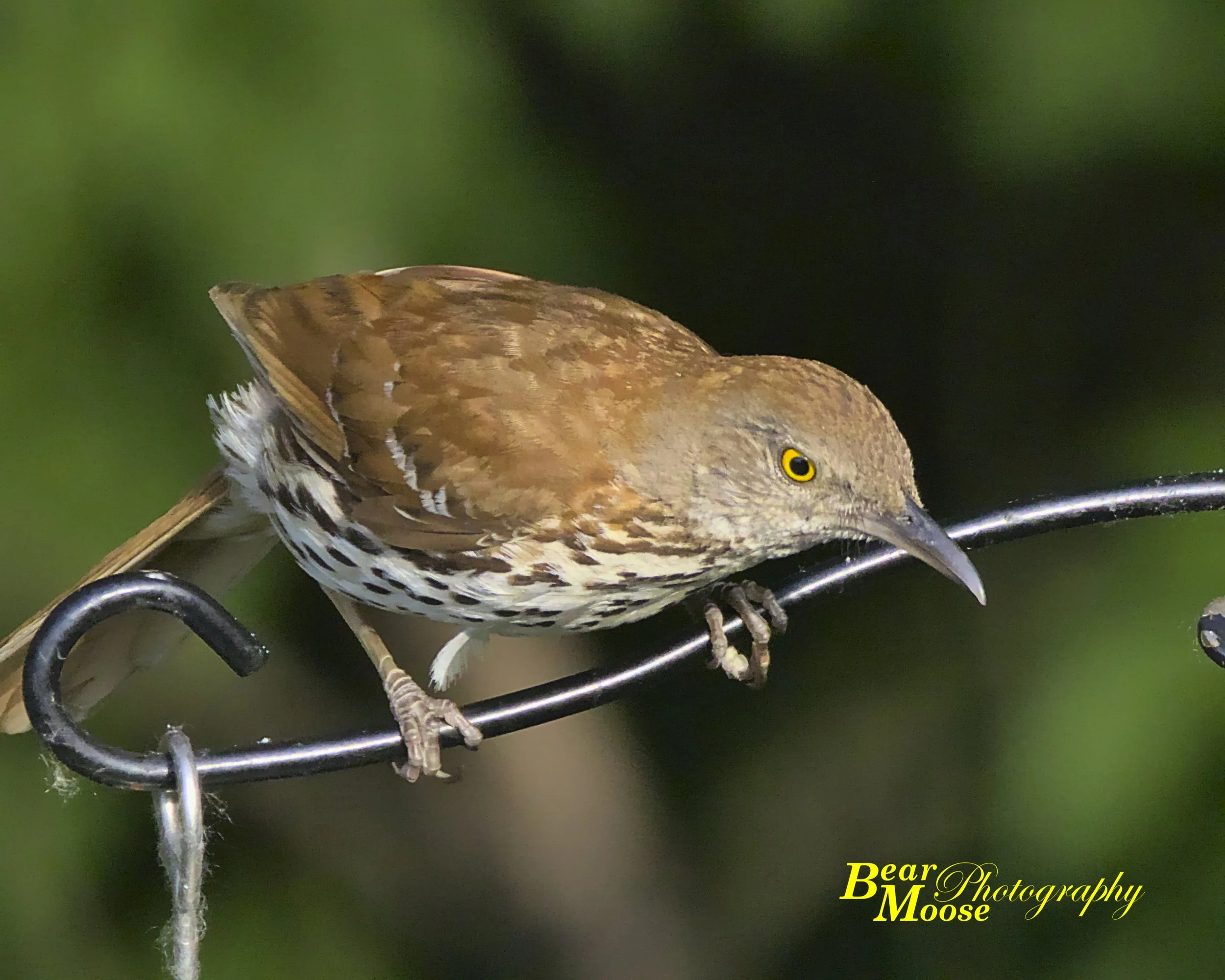 6HME0399_01 (8x10).jpg