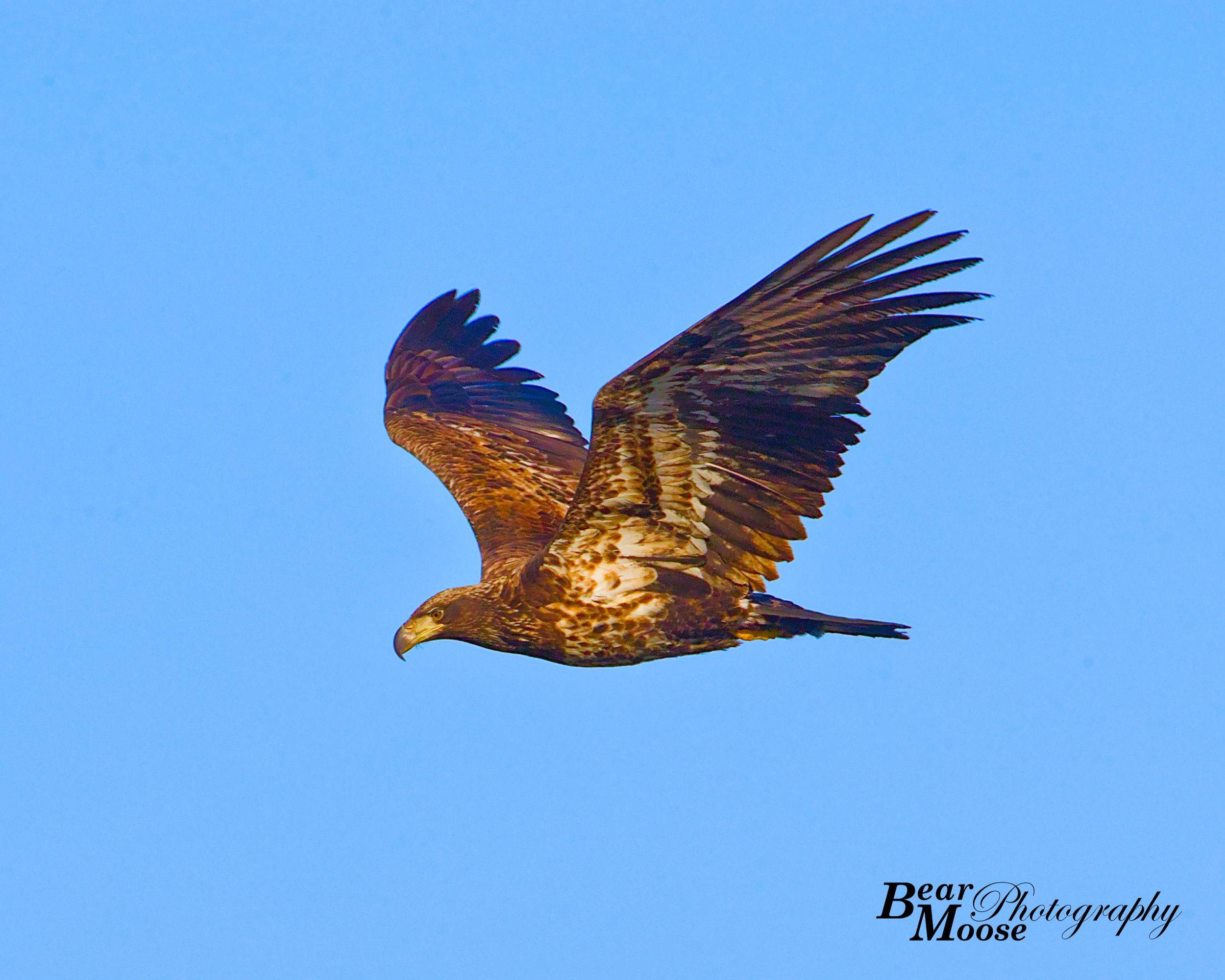 WBSH1701_01 (8x10).jpg