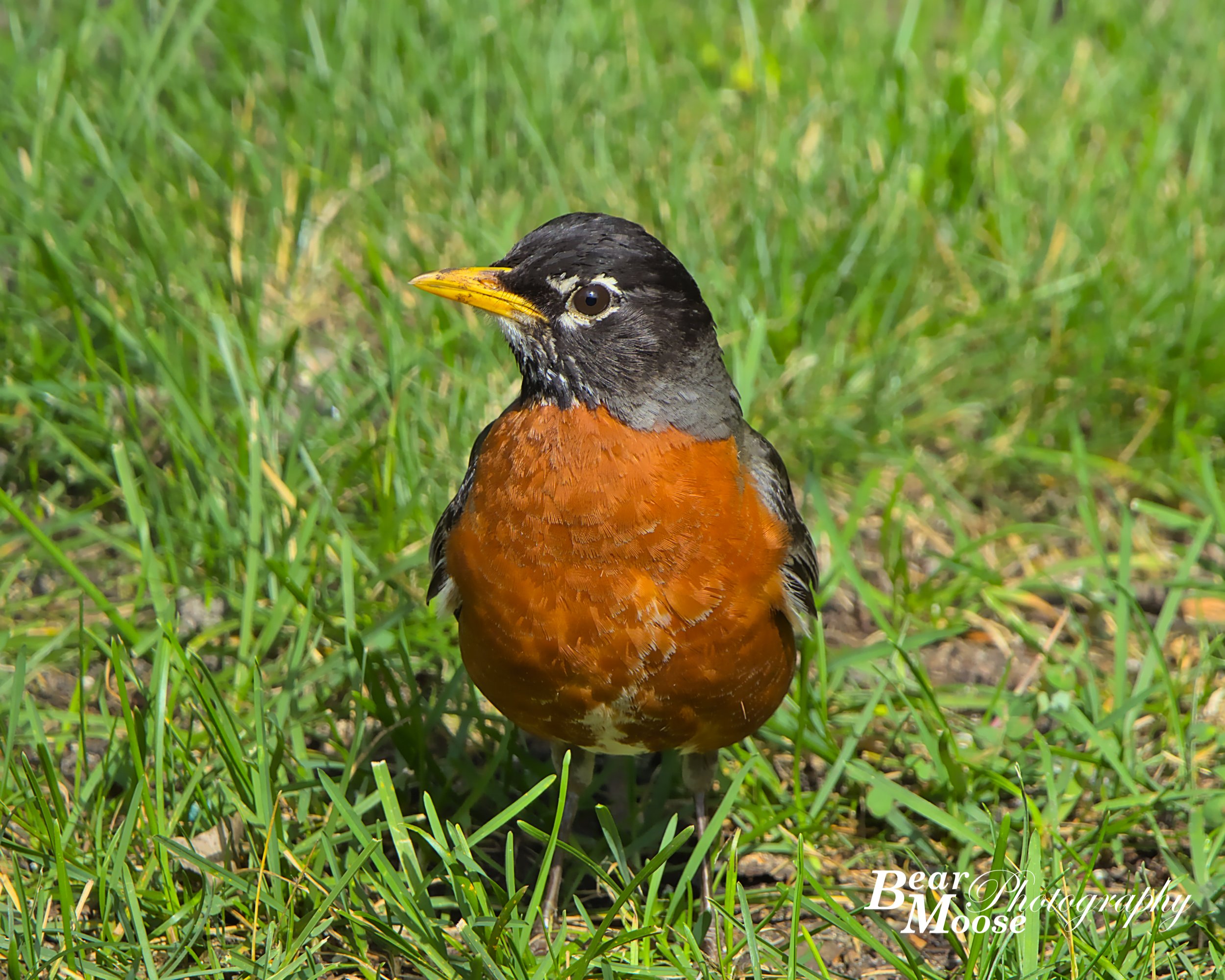 American Robin
