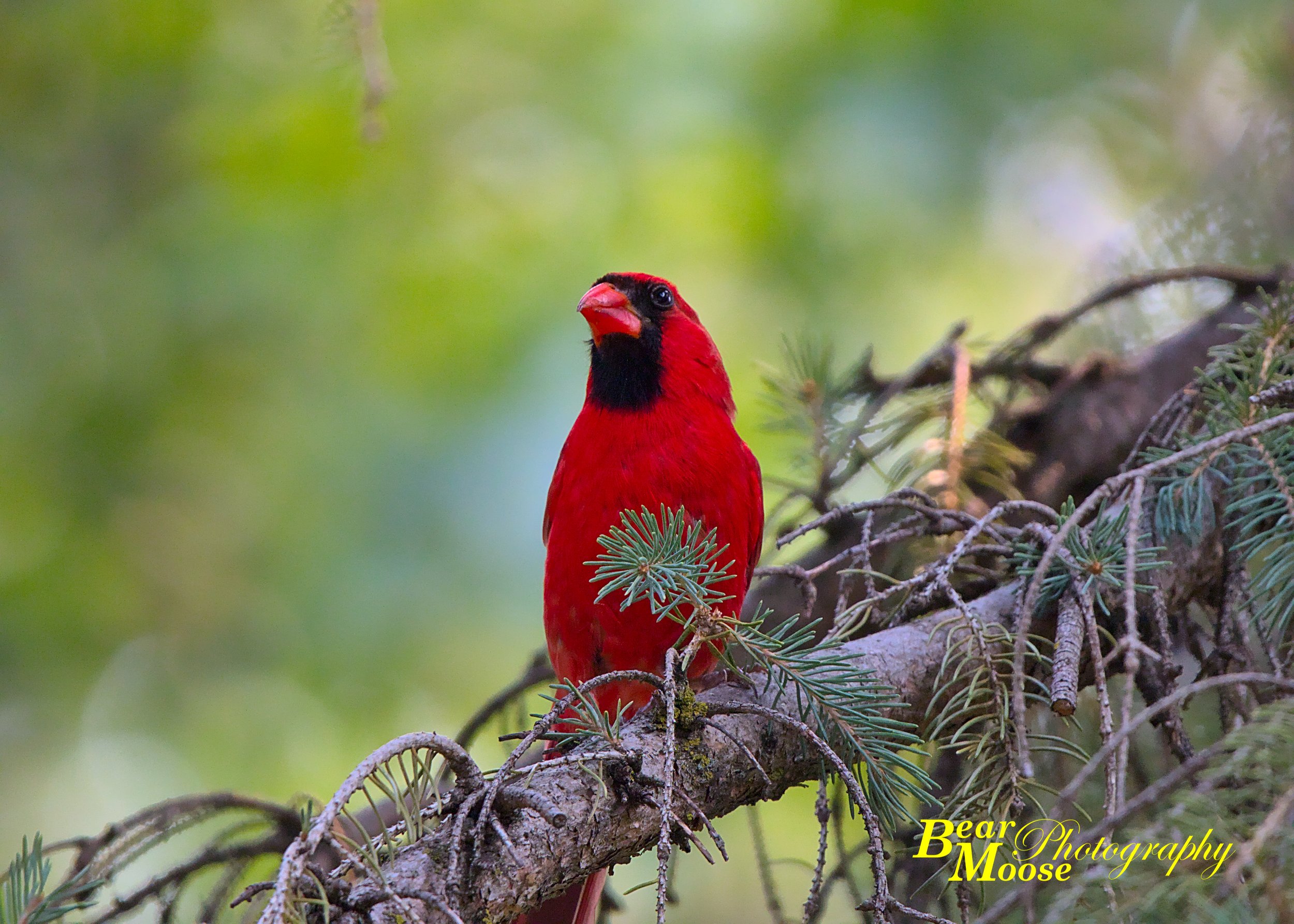 Northern Cardinal