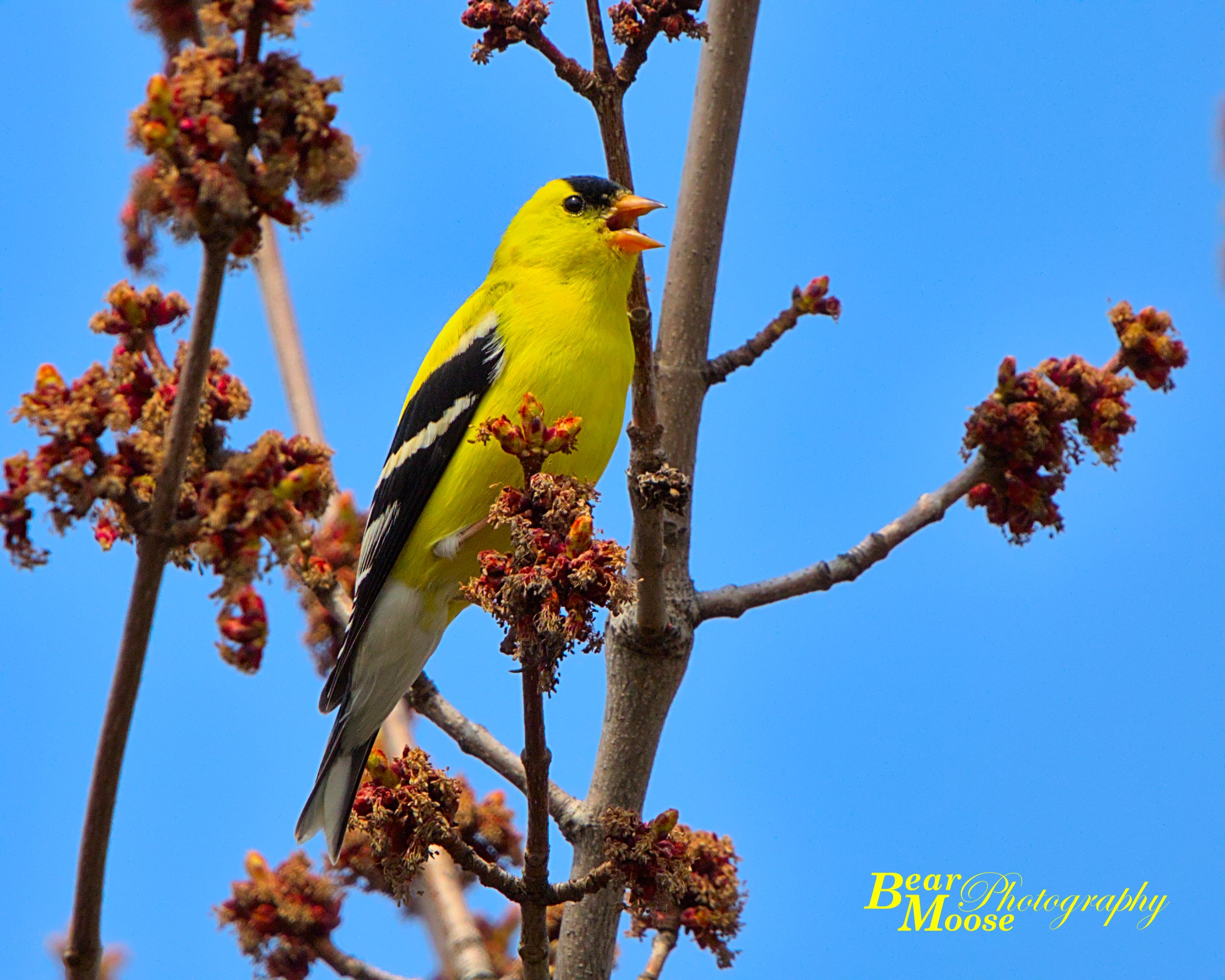 American Goldfinch
