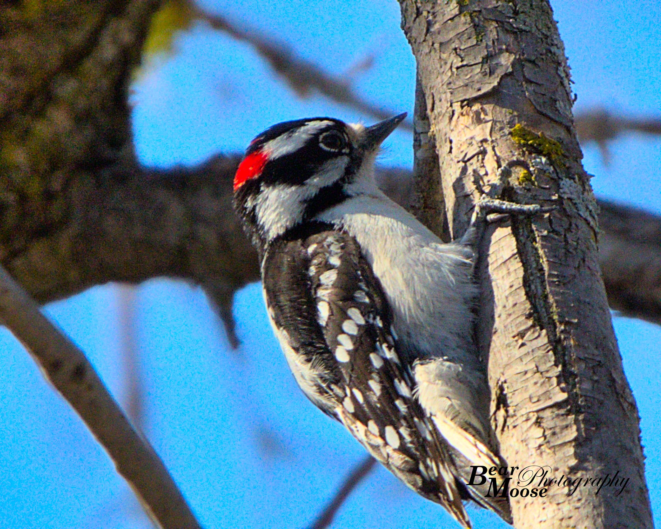 Woodpecker (Downy)