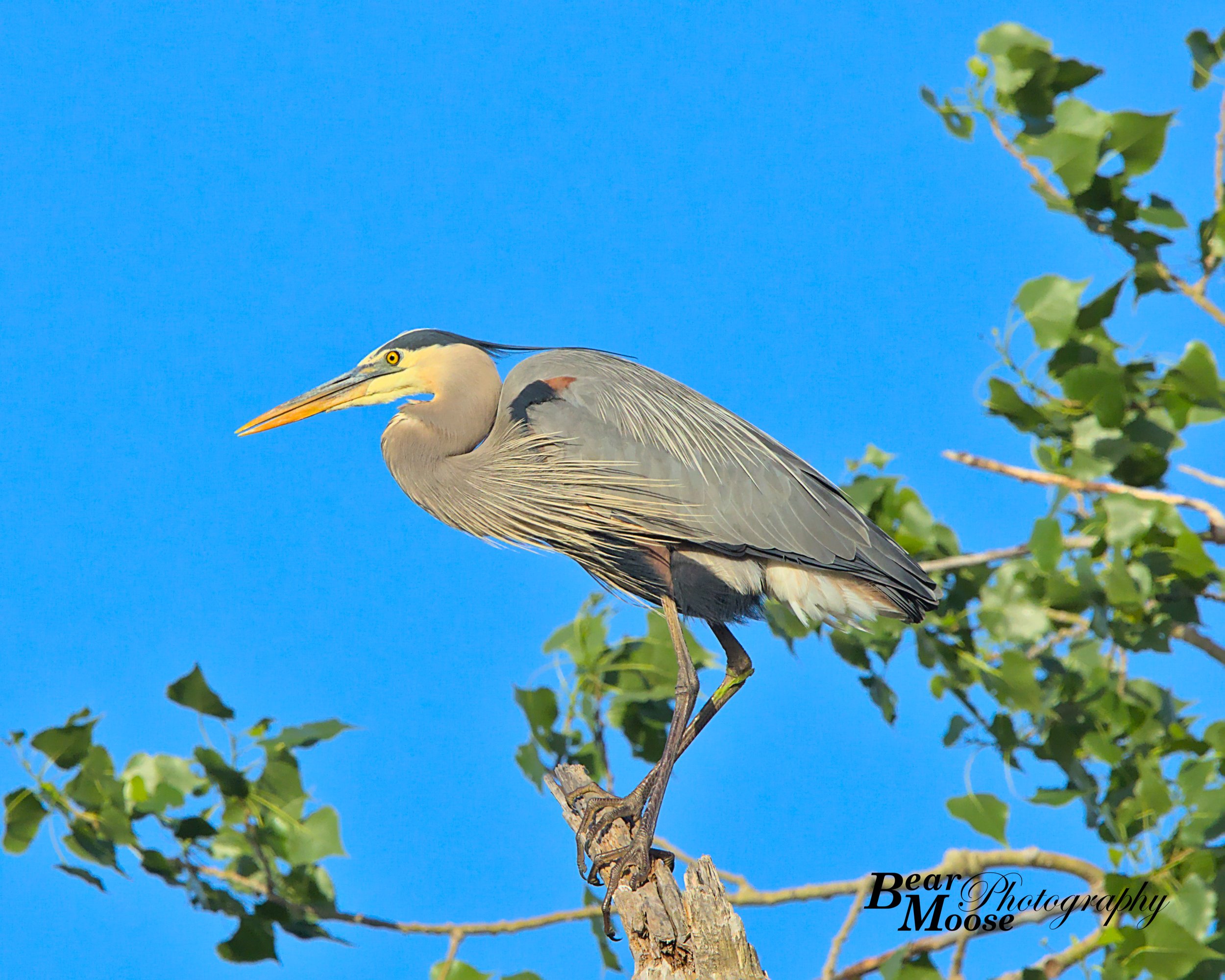 Great Blue Heron