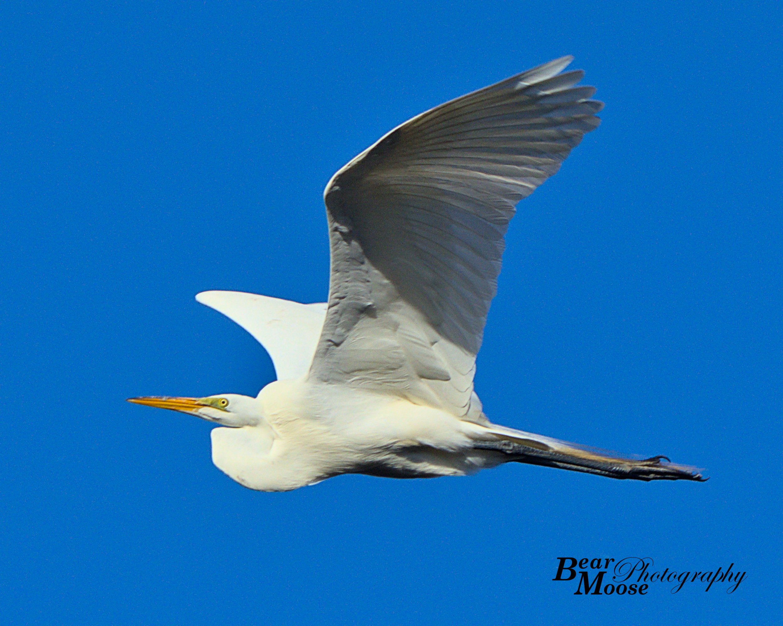 Great Egret