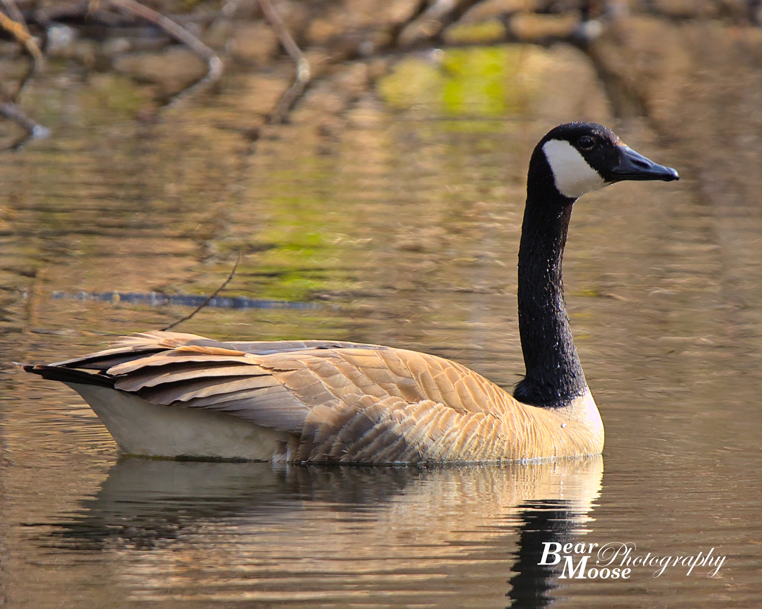 Canada Goose