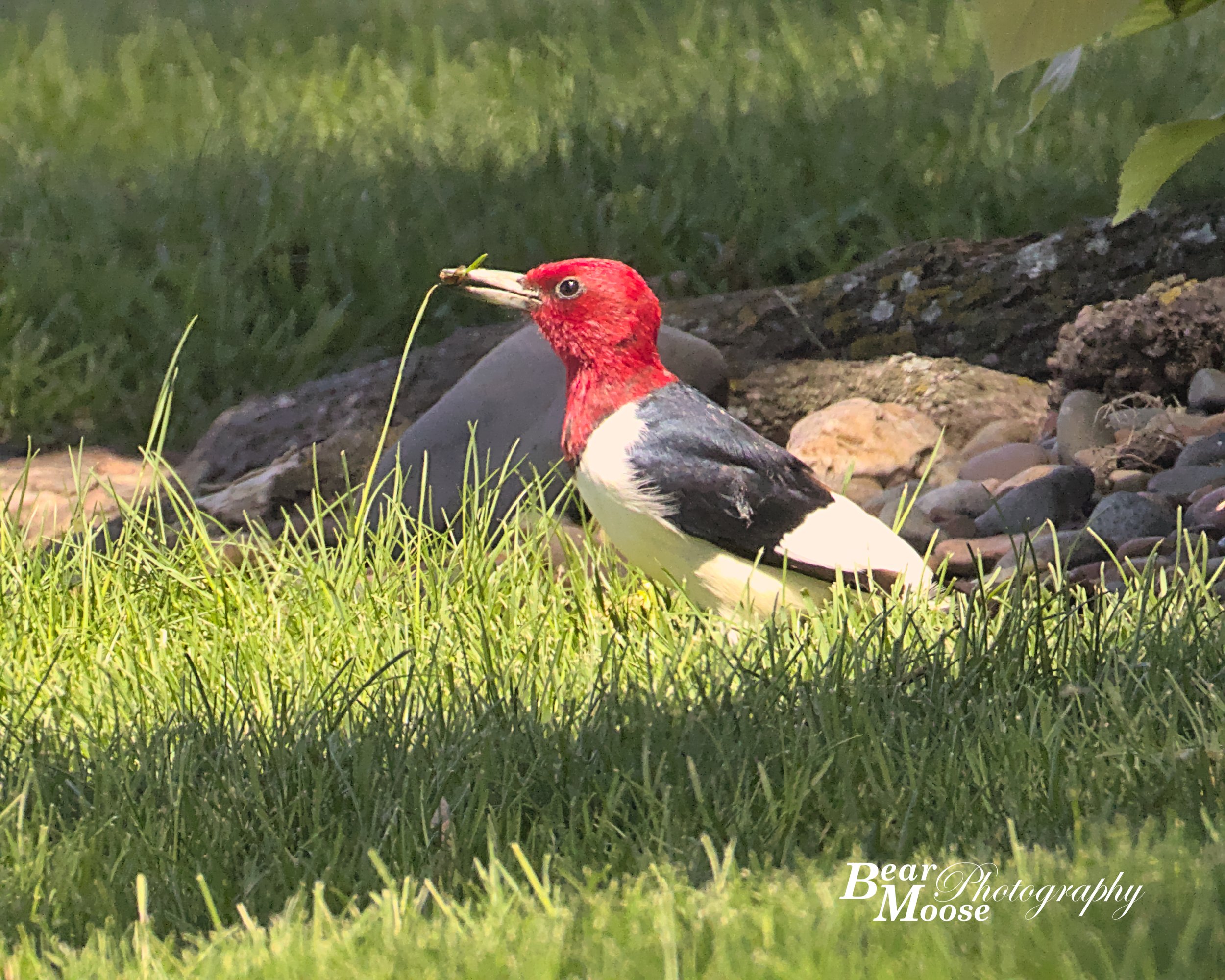 Woodpecker (Red-headed)