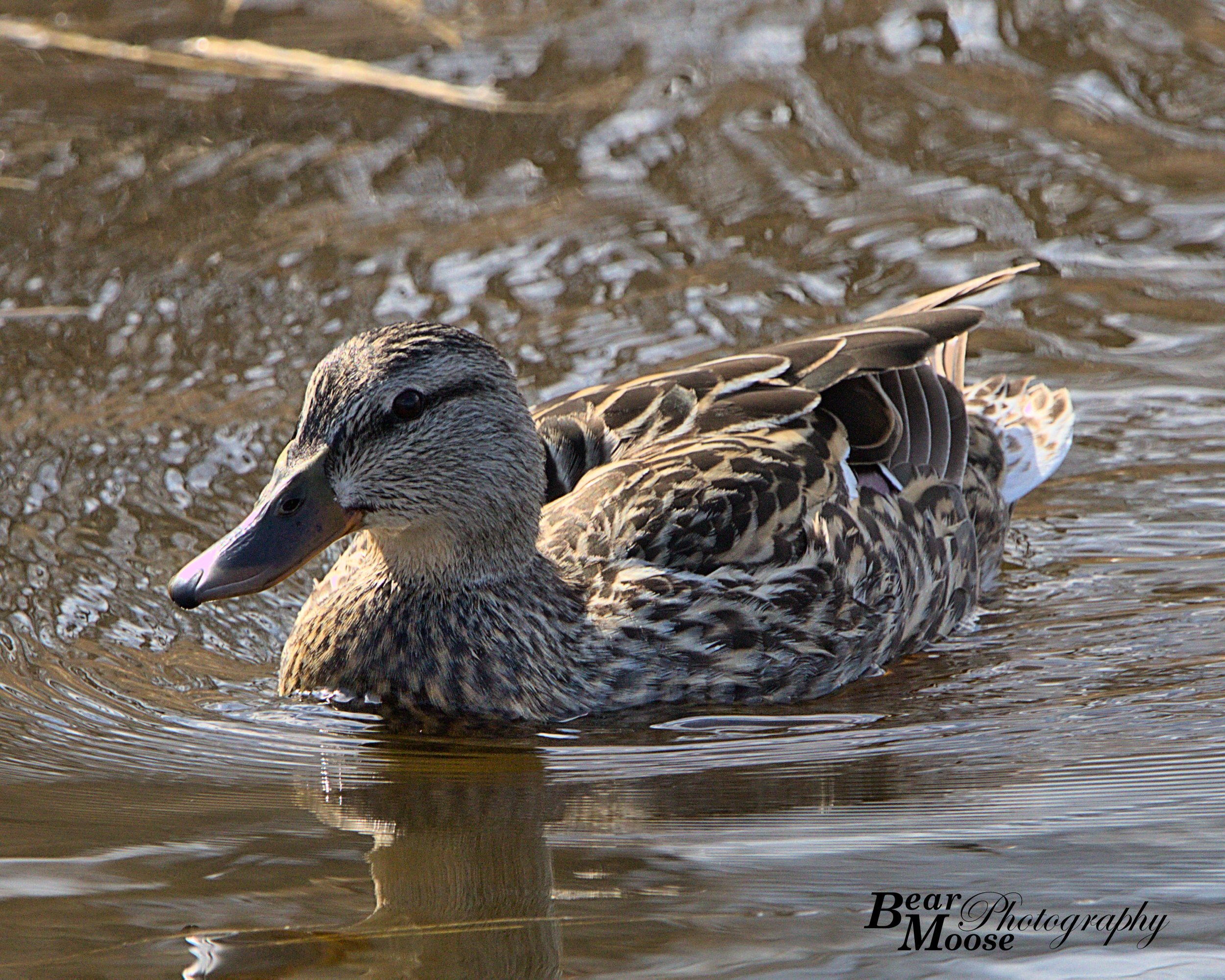 Mallard