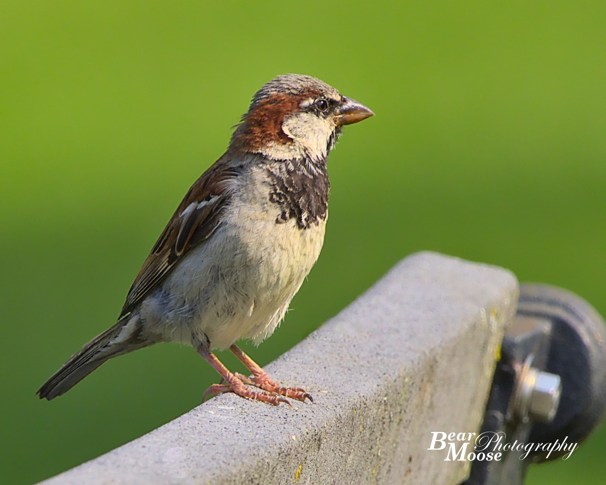 House Sparrow