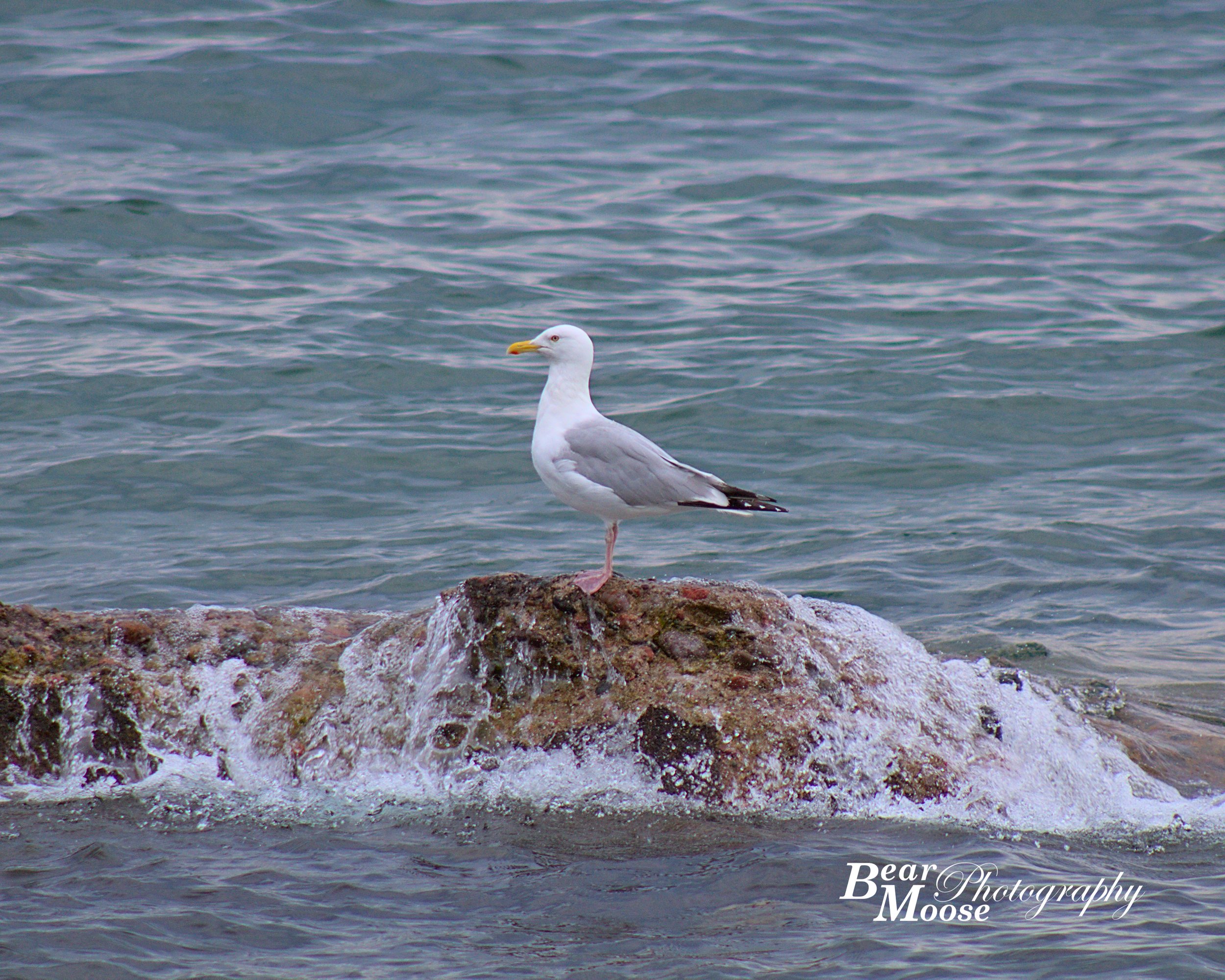 Seagull