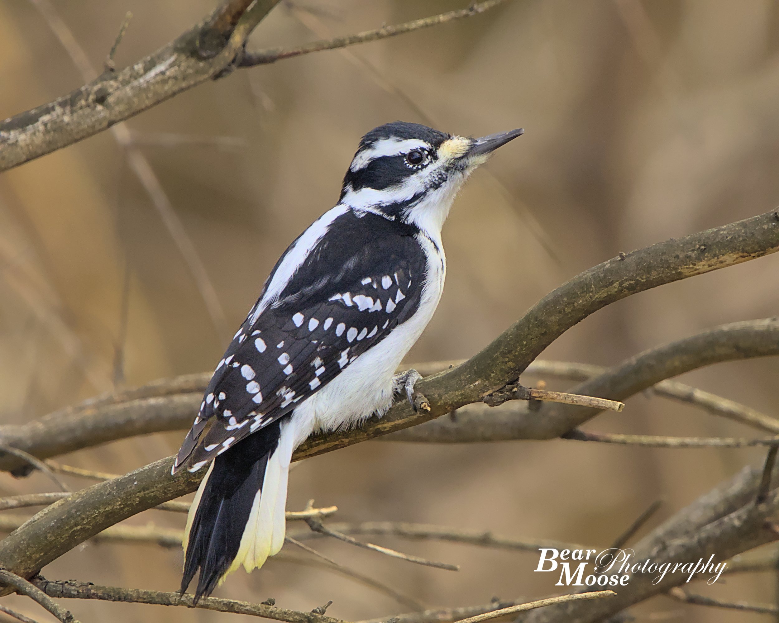Woodpecker (Hairy)