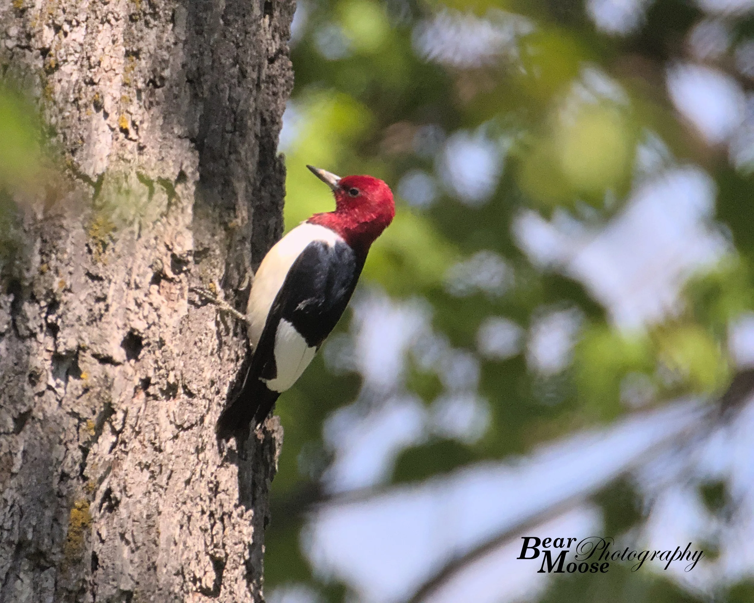 VIZA1261_01 (8x10).jpg