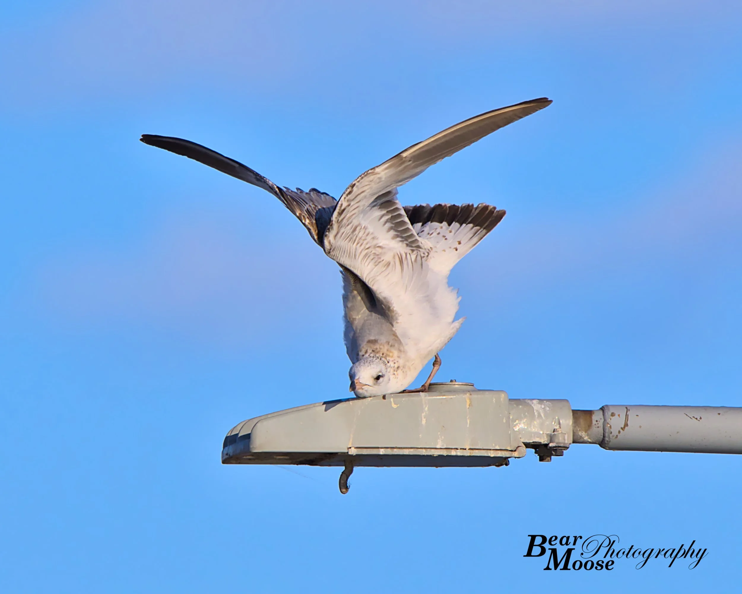 DTHL3117_01 (8x10).jpg