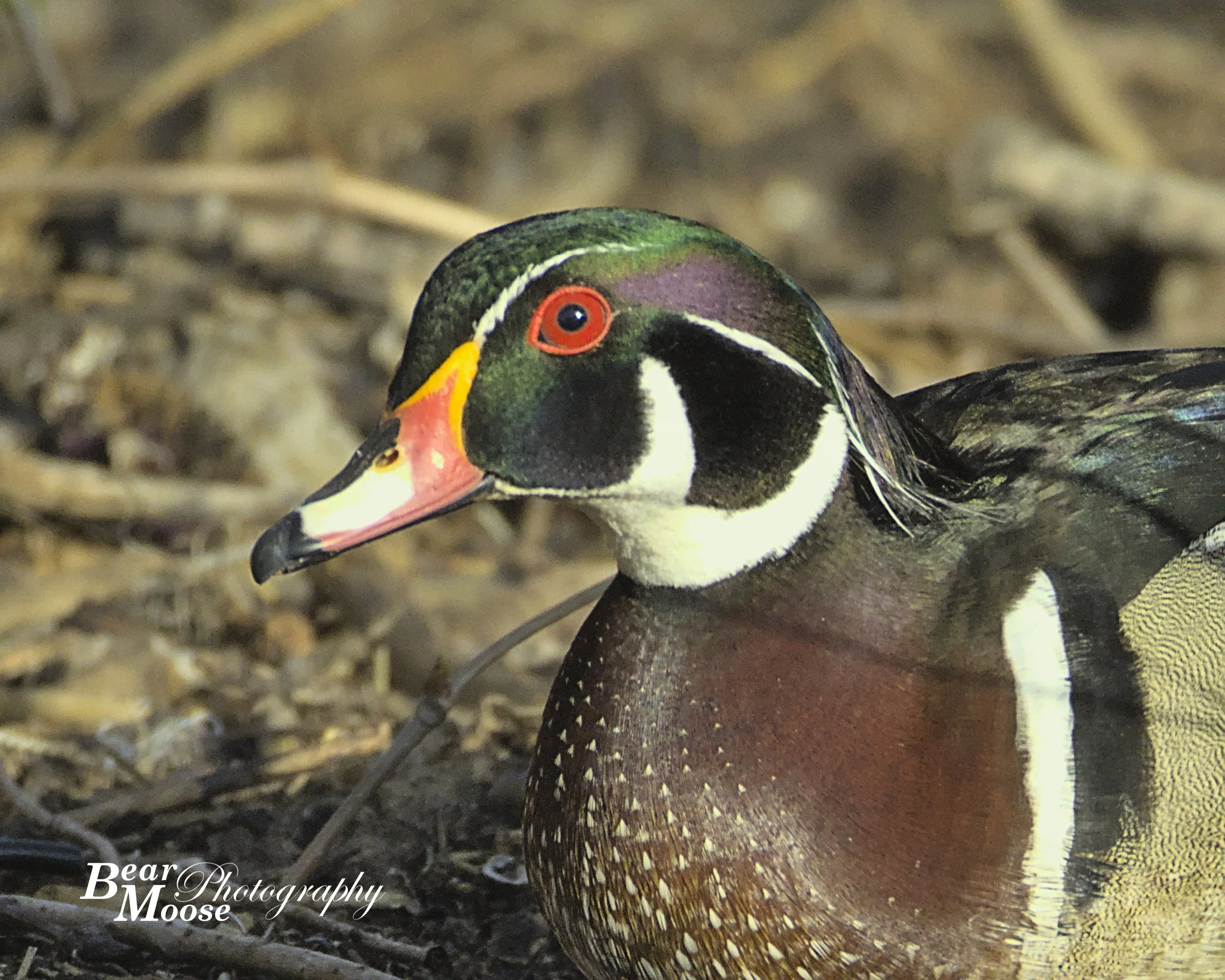 Wood Duck
