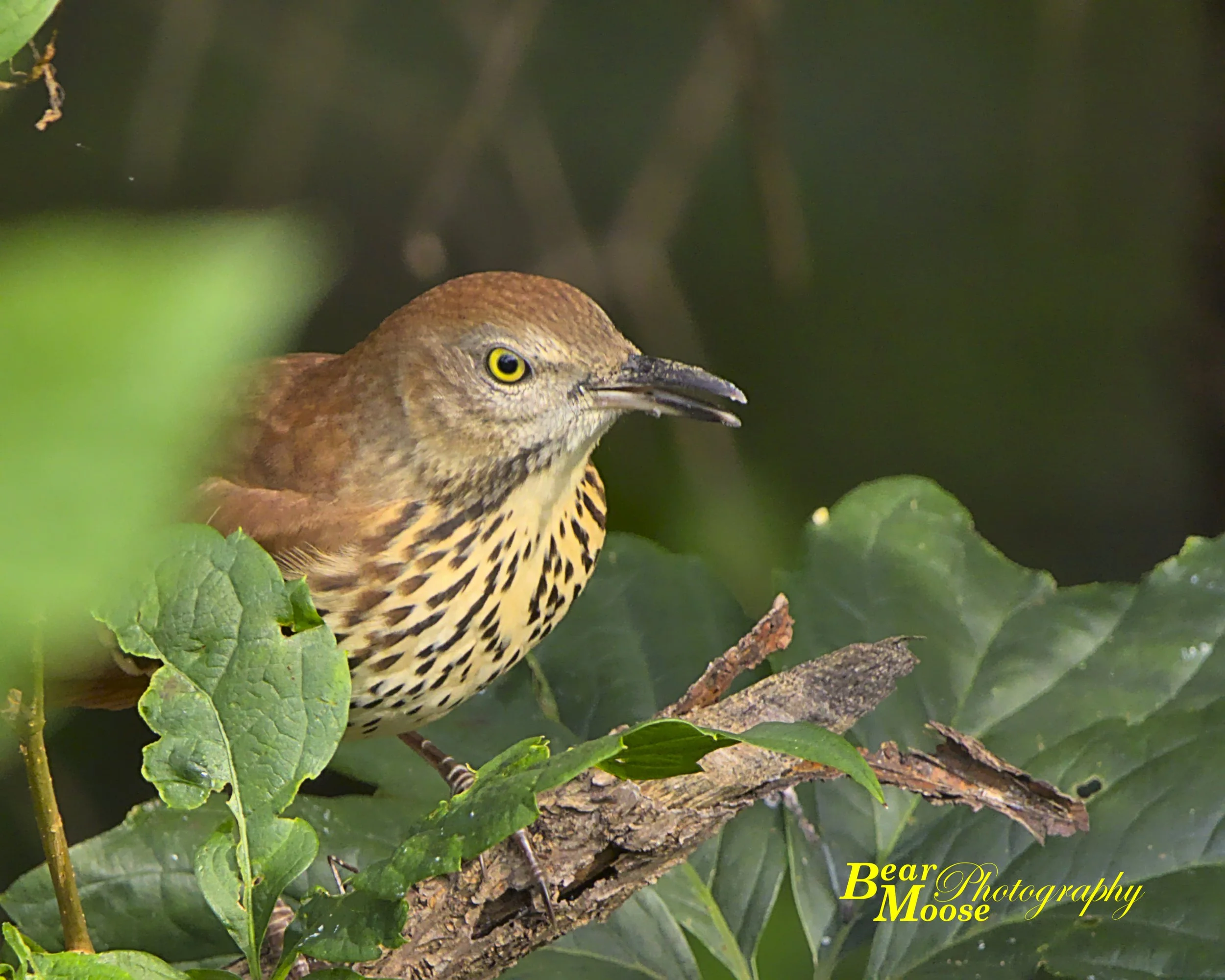 WBSH8816_01 (8x10).jpg