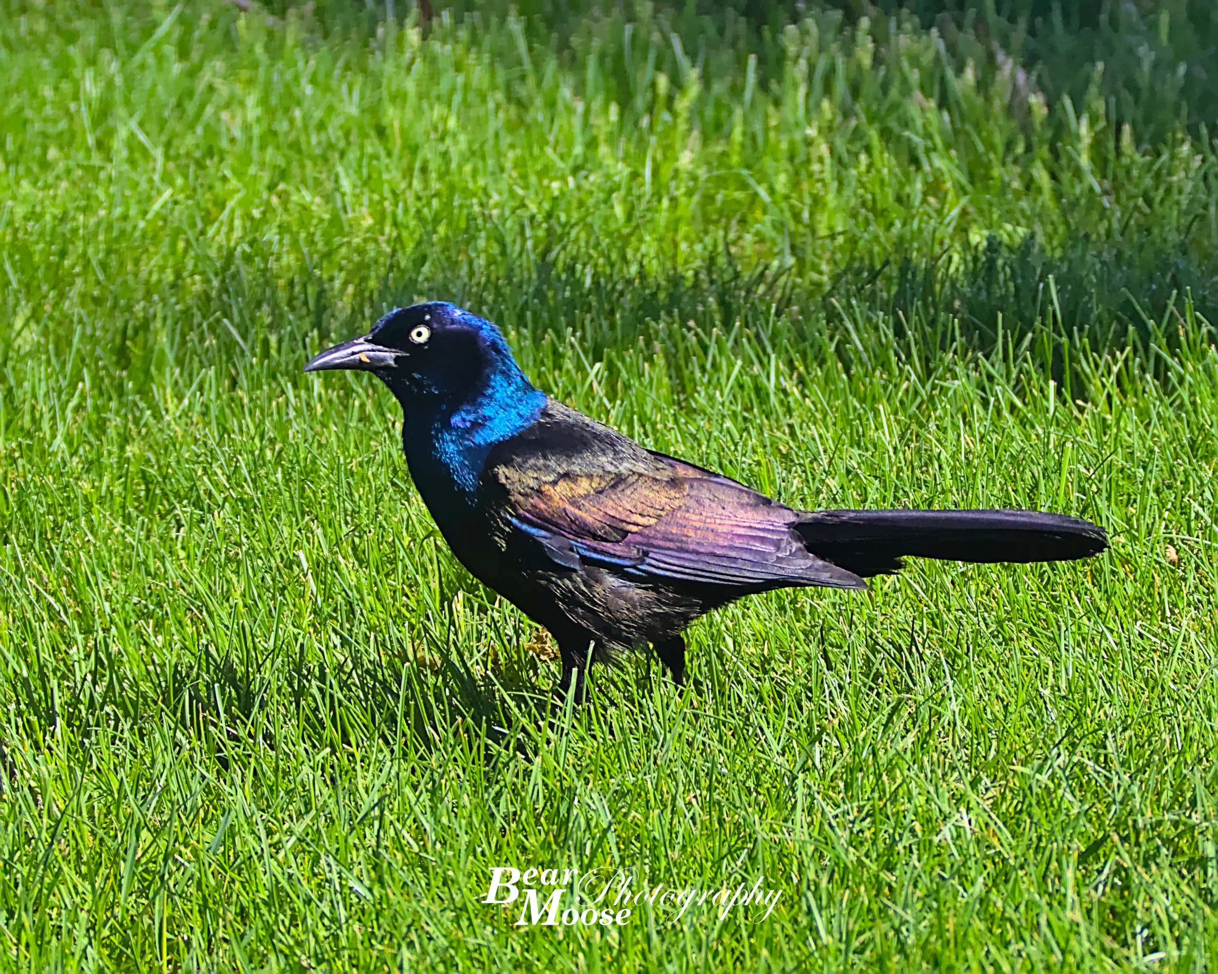Common Grackle