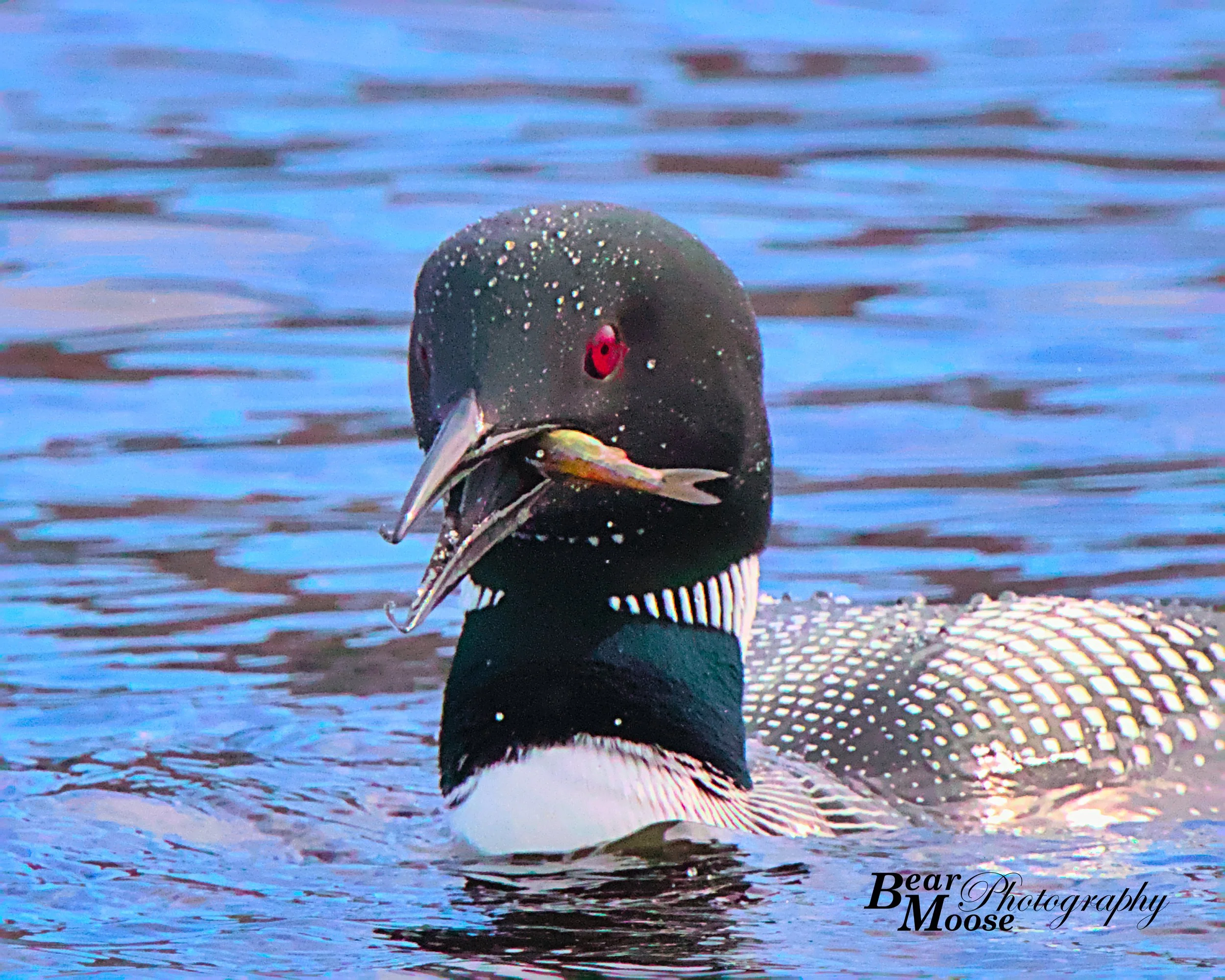 946A1549_01 (8x10).jpg