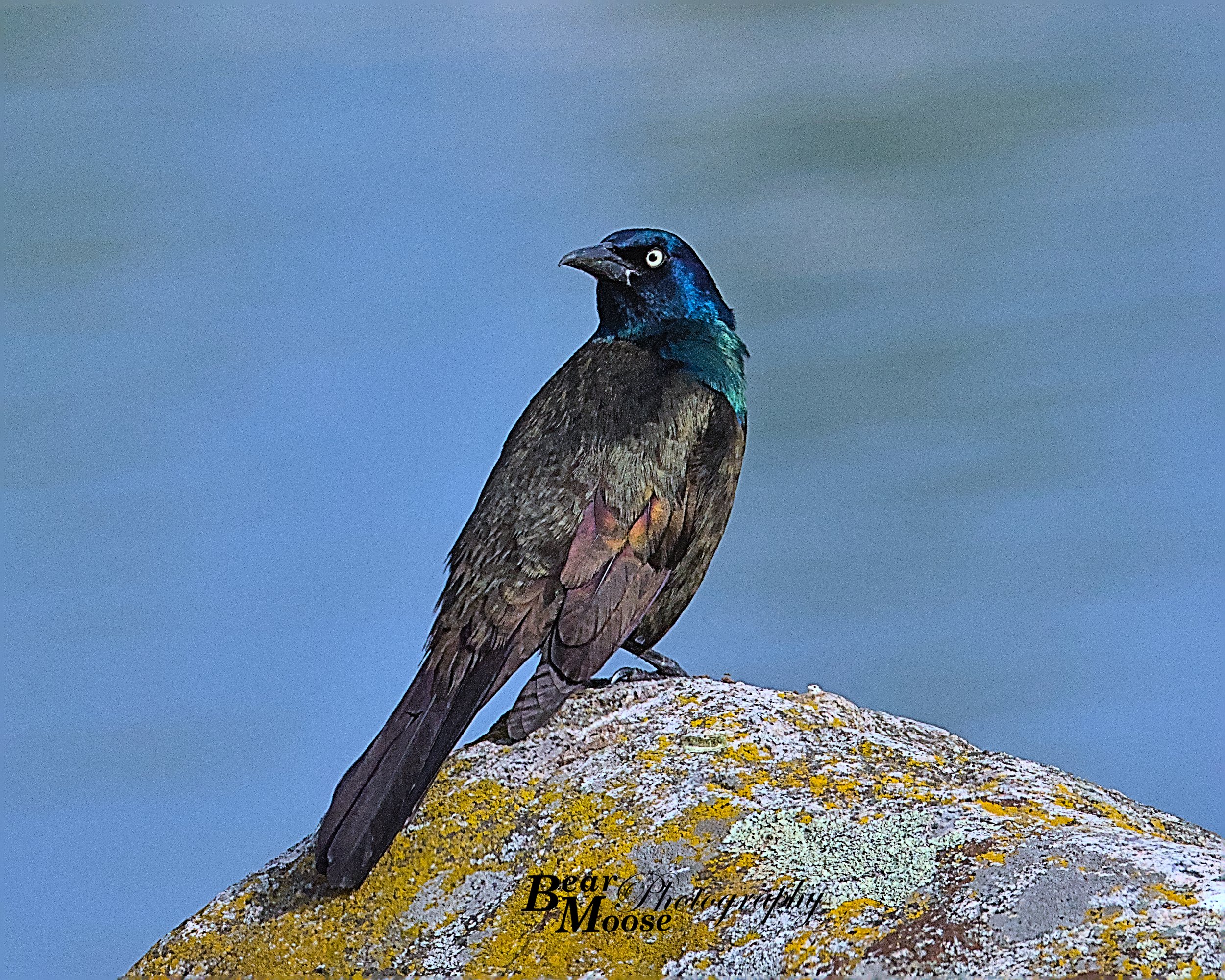 VIZA0105_01 (8x10).jpg