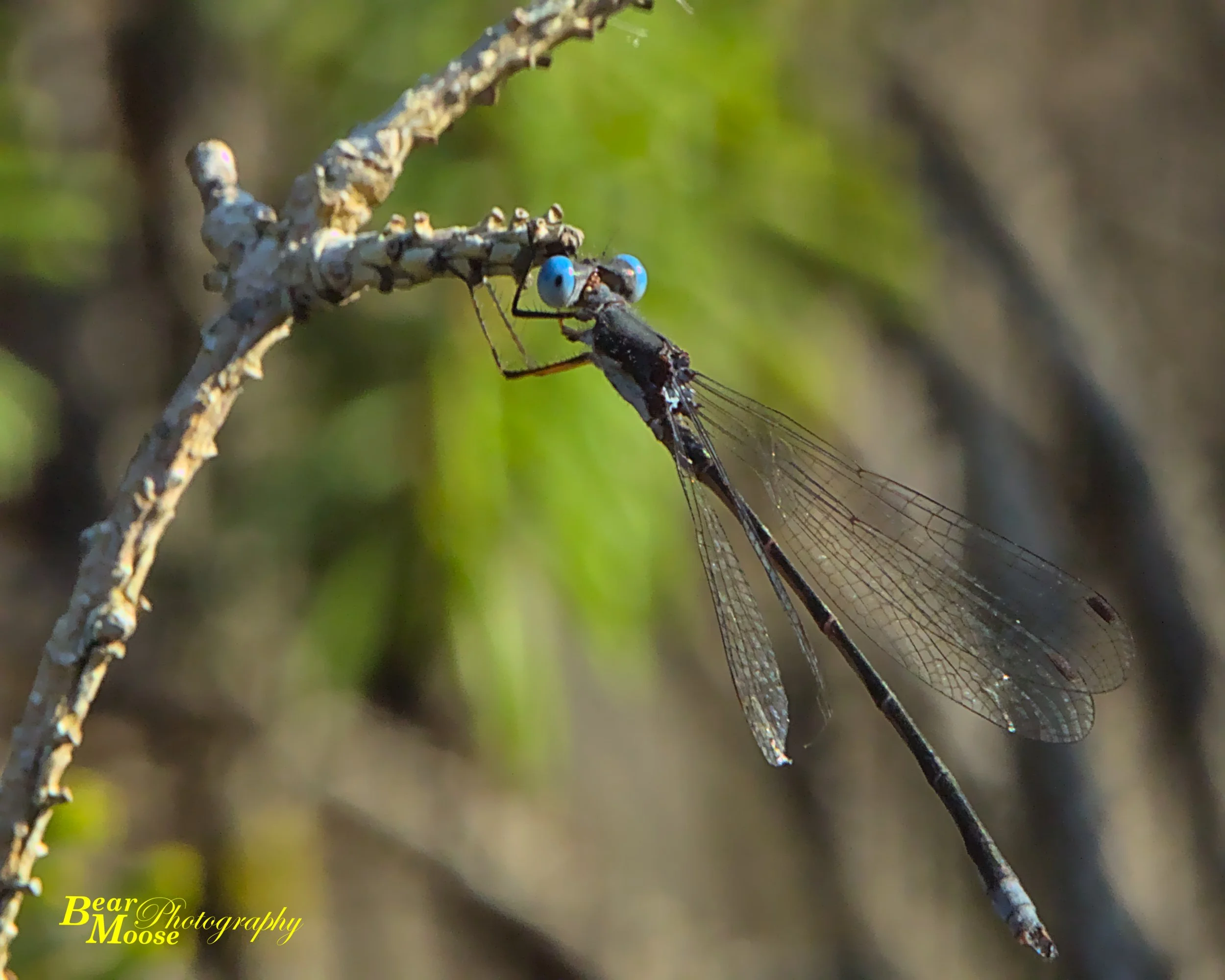 IMG_0260_01 (8x10).jpg