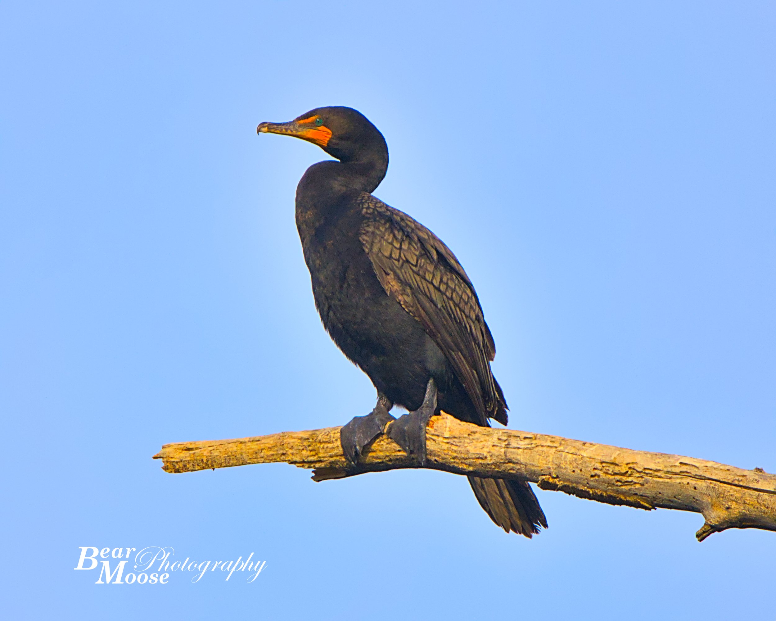 Double-crested Cormorant