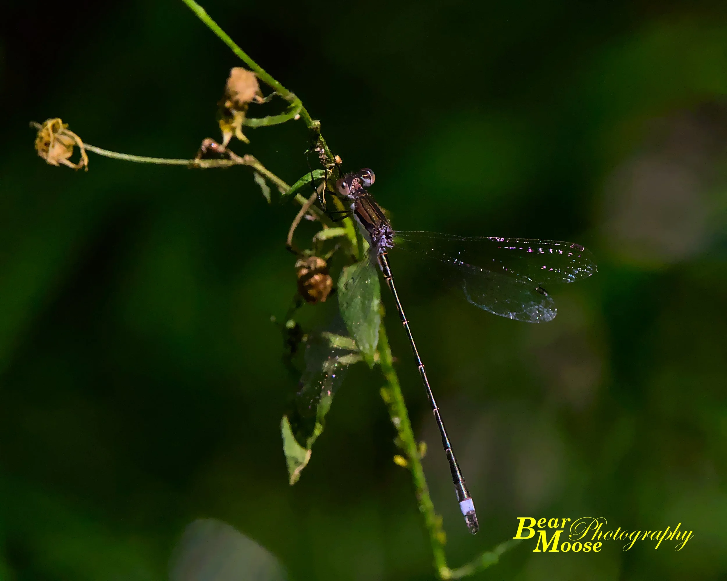 WBSH6113_01 (8x10).jpg