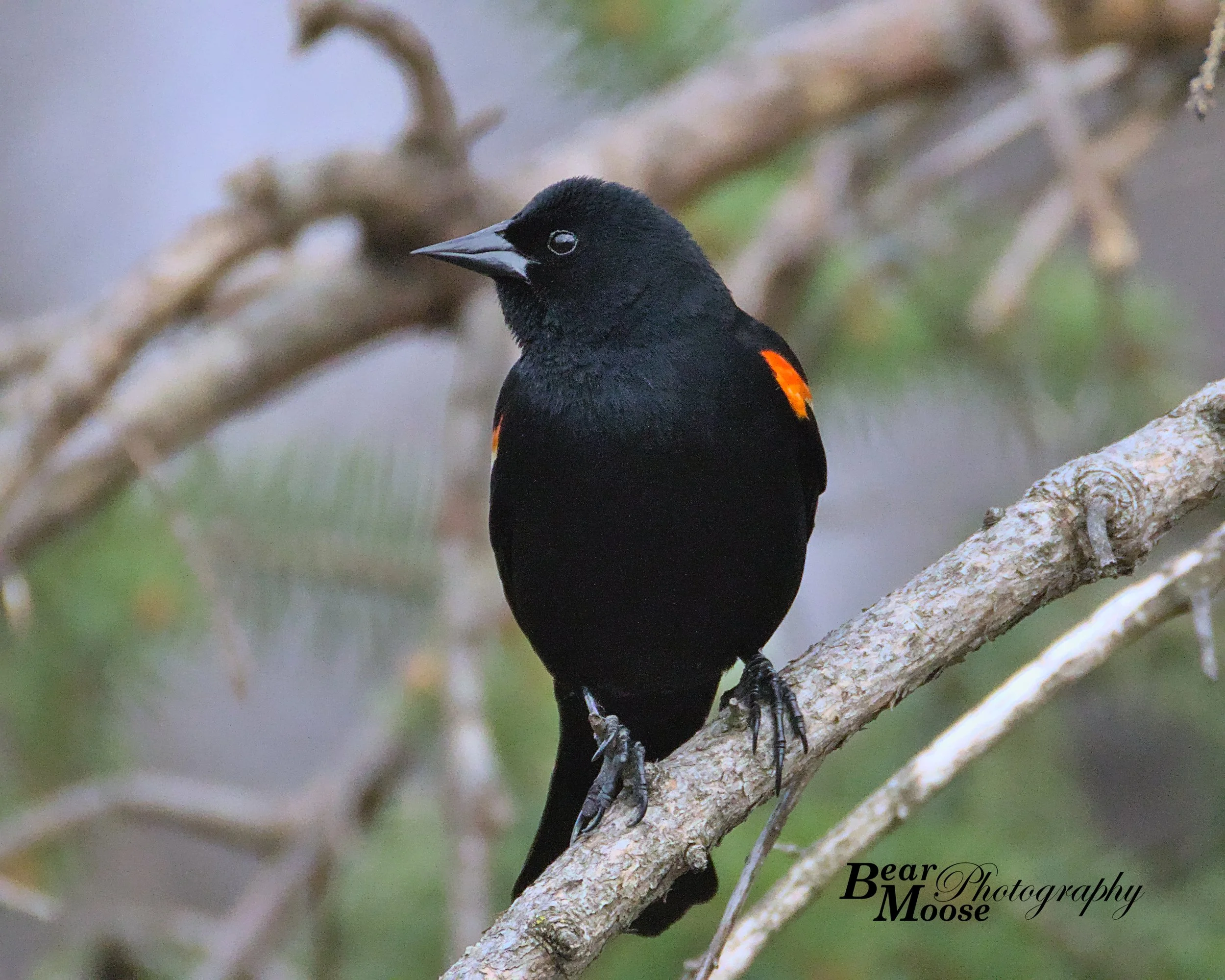 Red-winged Blackbird
