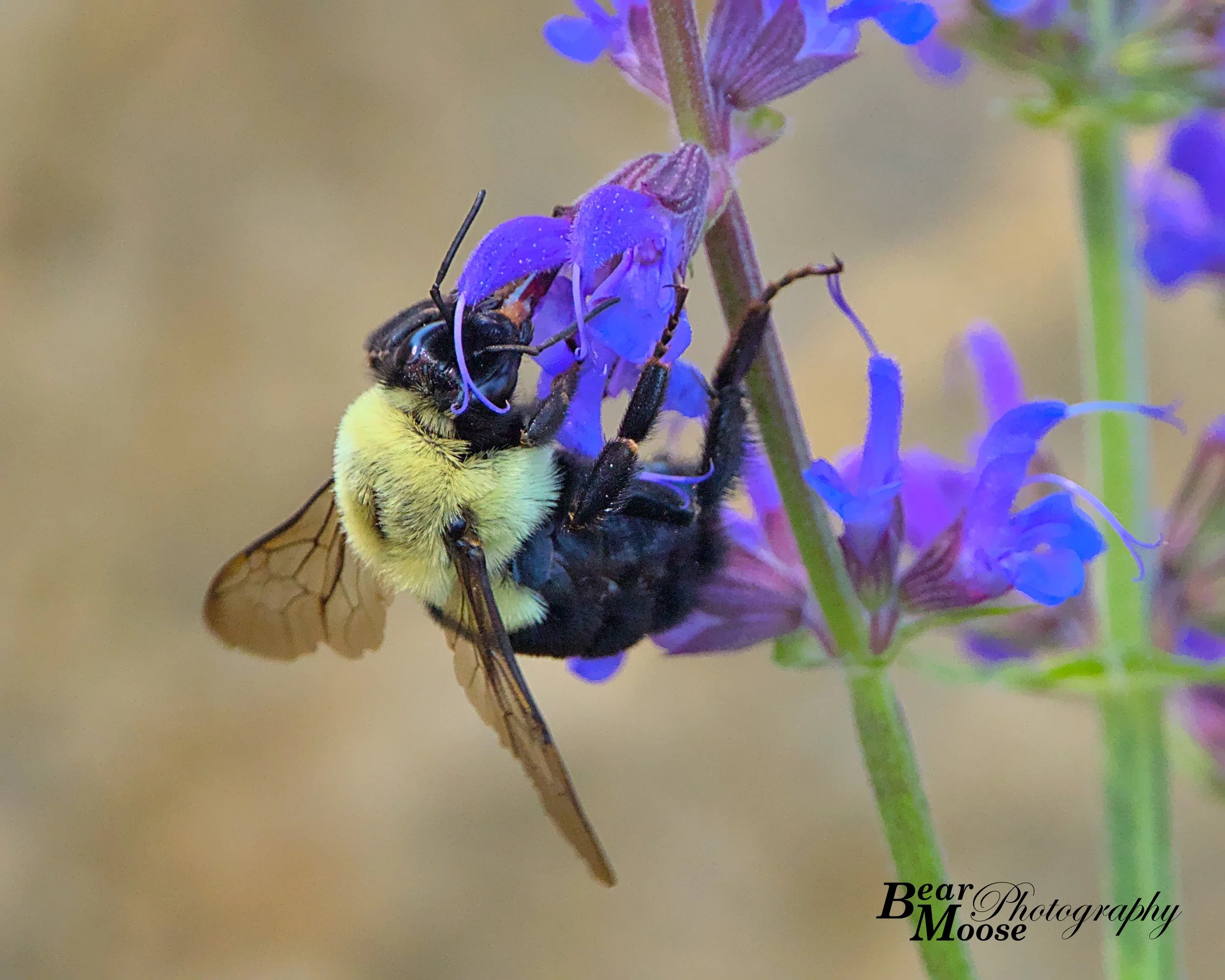 IMG_3678_01 )8x10).jpg