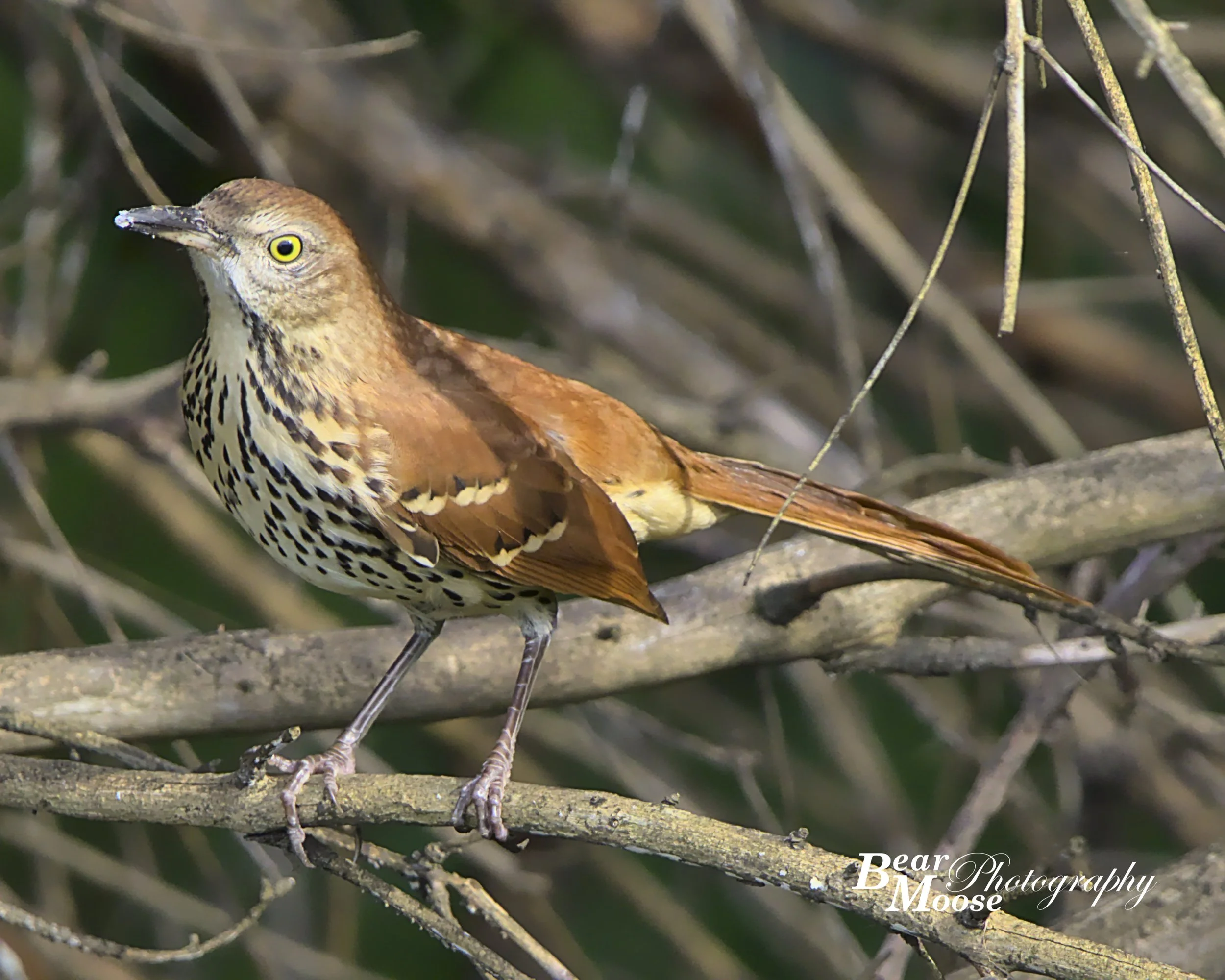 Brown Thrasher