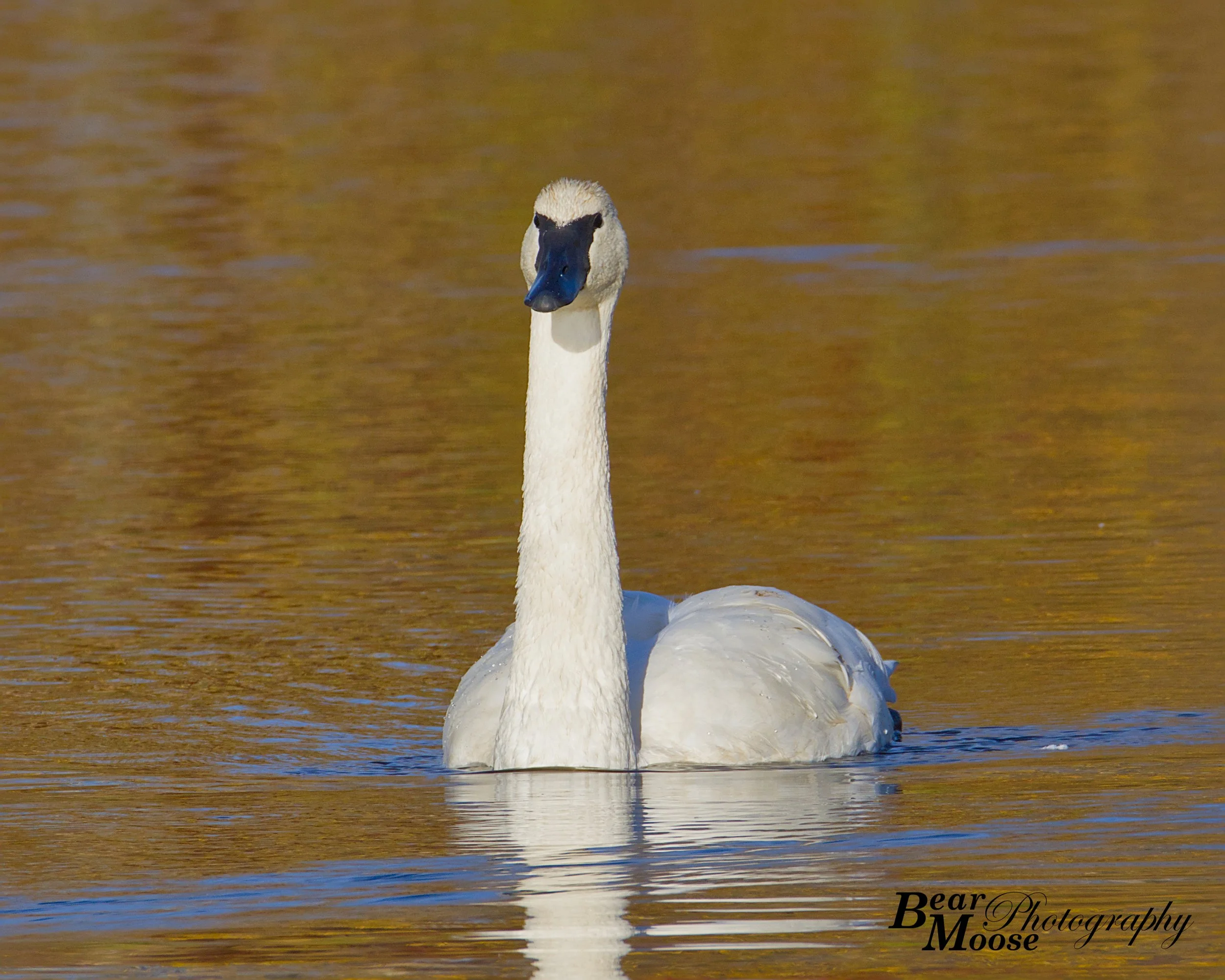Trumpeter Swan