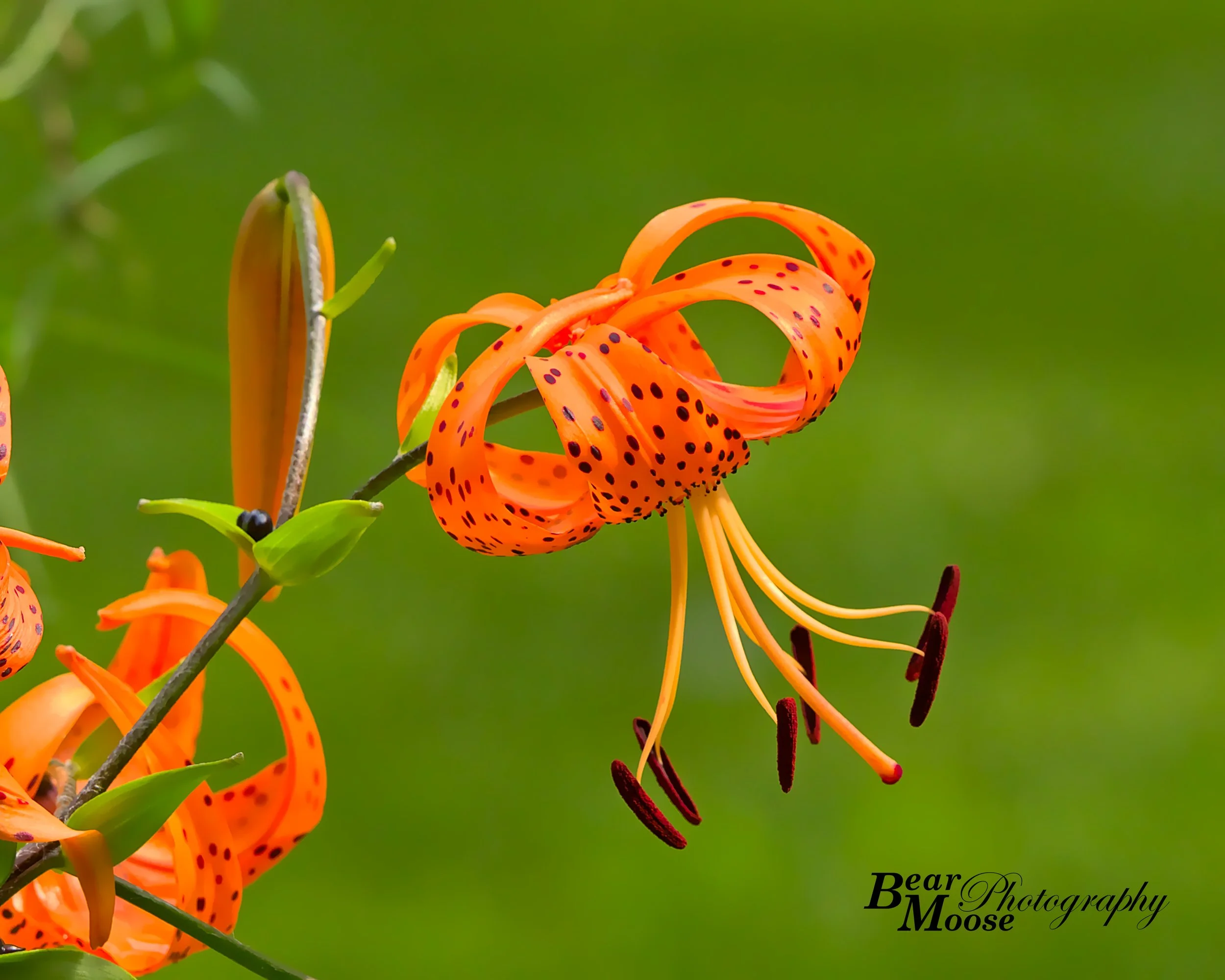 946A0950_01 (8x10).jpg