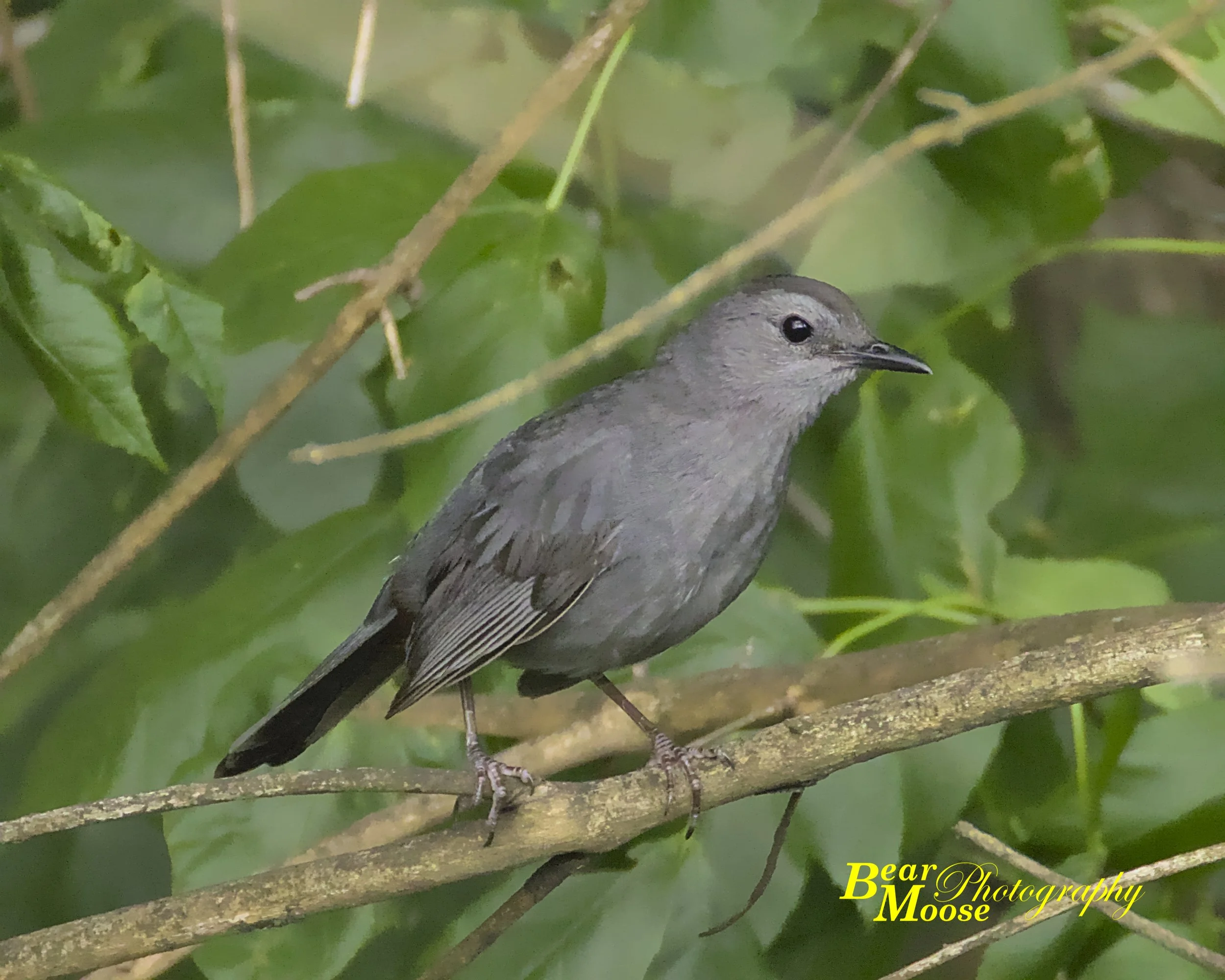 Gray Catbird