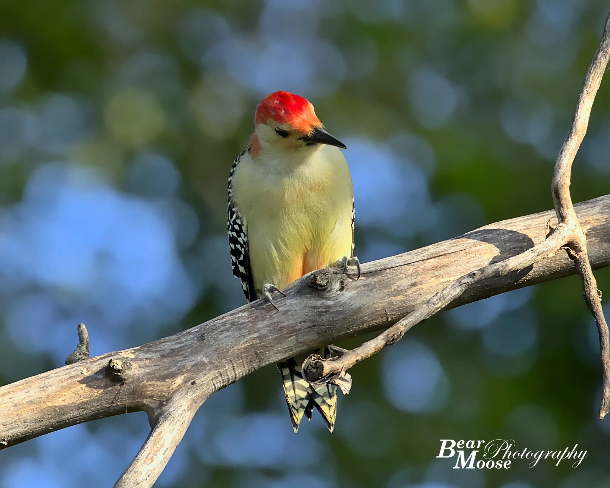 Woodpecker (Red-bellied)