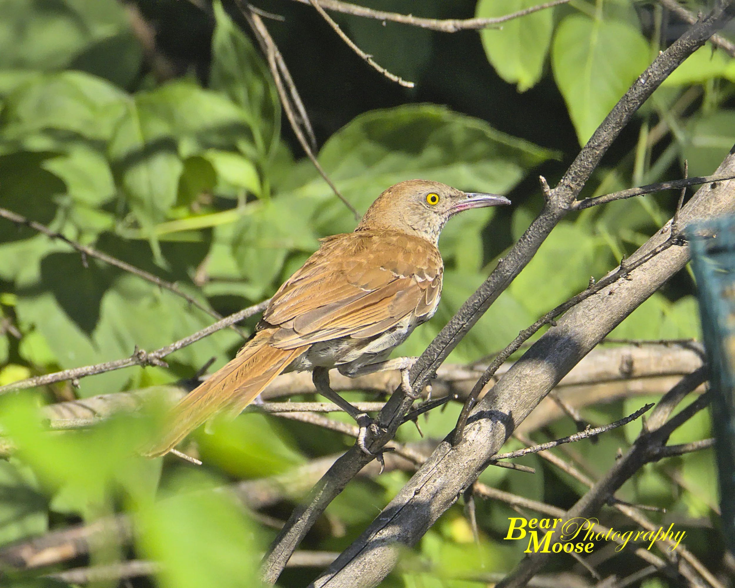 _DWG0217_01 (8x10).jpg