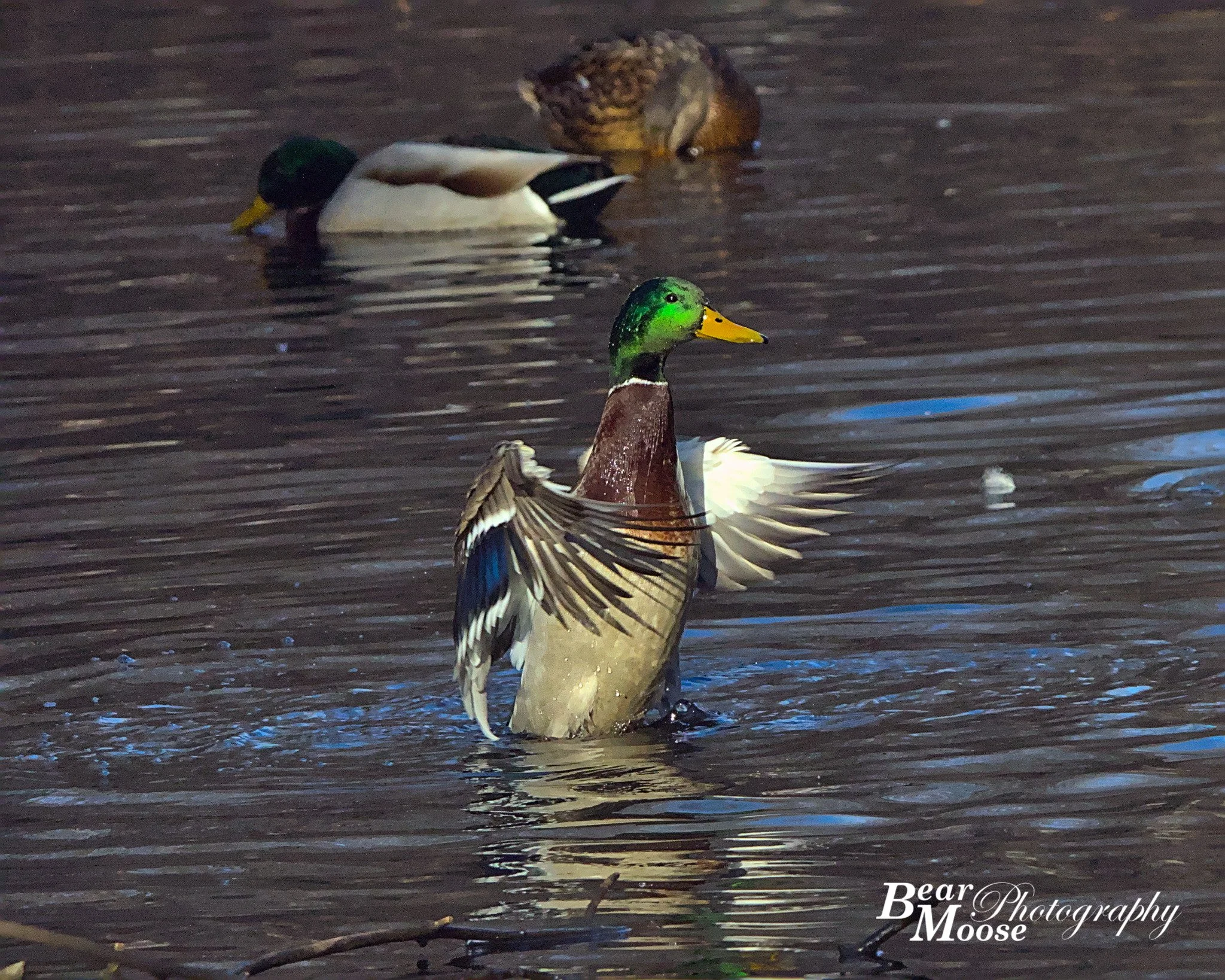 IMG_3656_01 (8x10).jpg