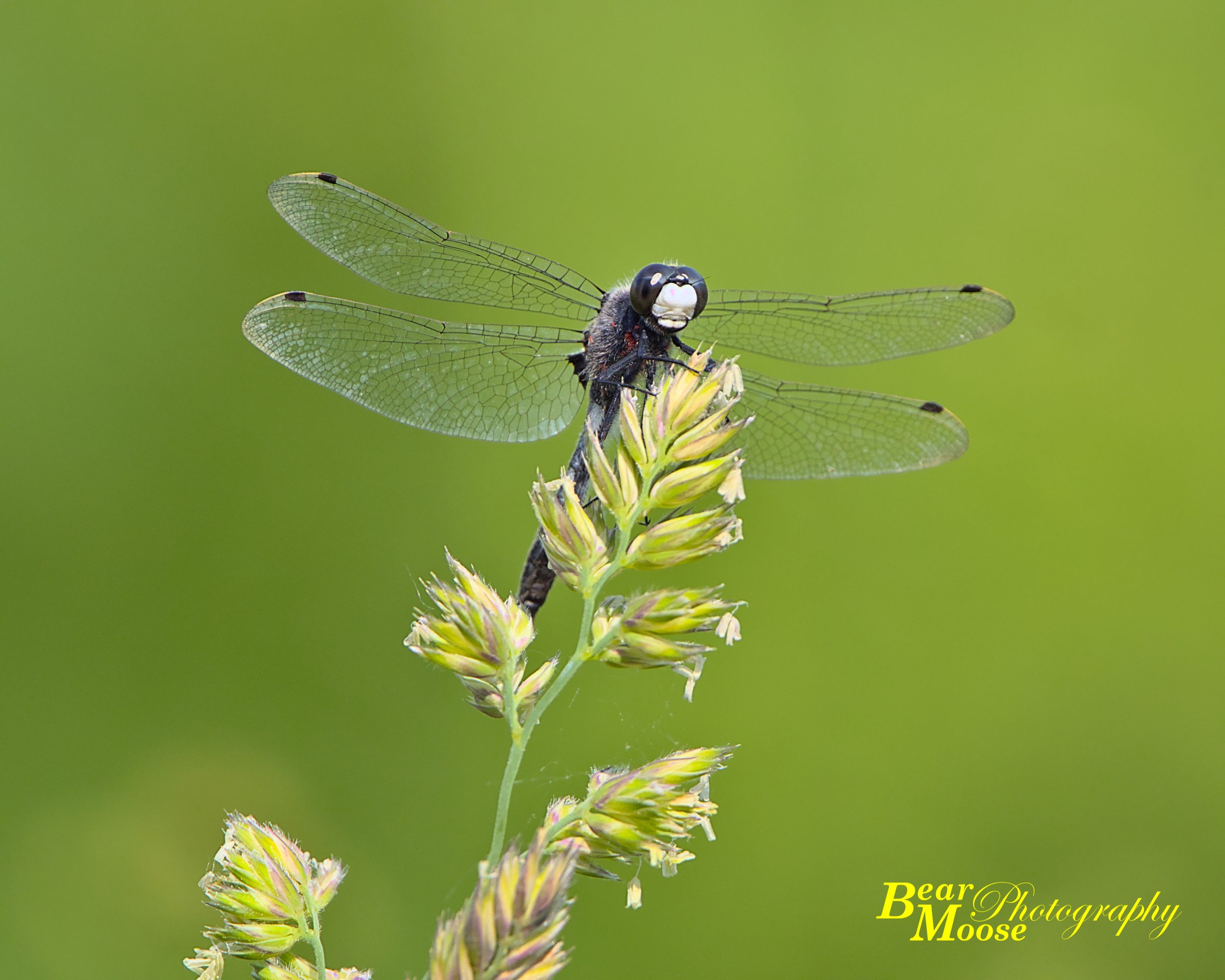 IMG_3998_01 (8x10).jpg