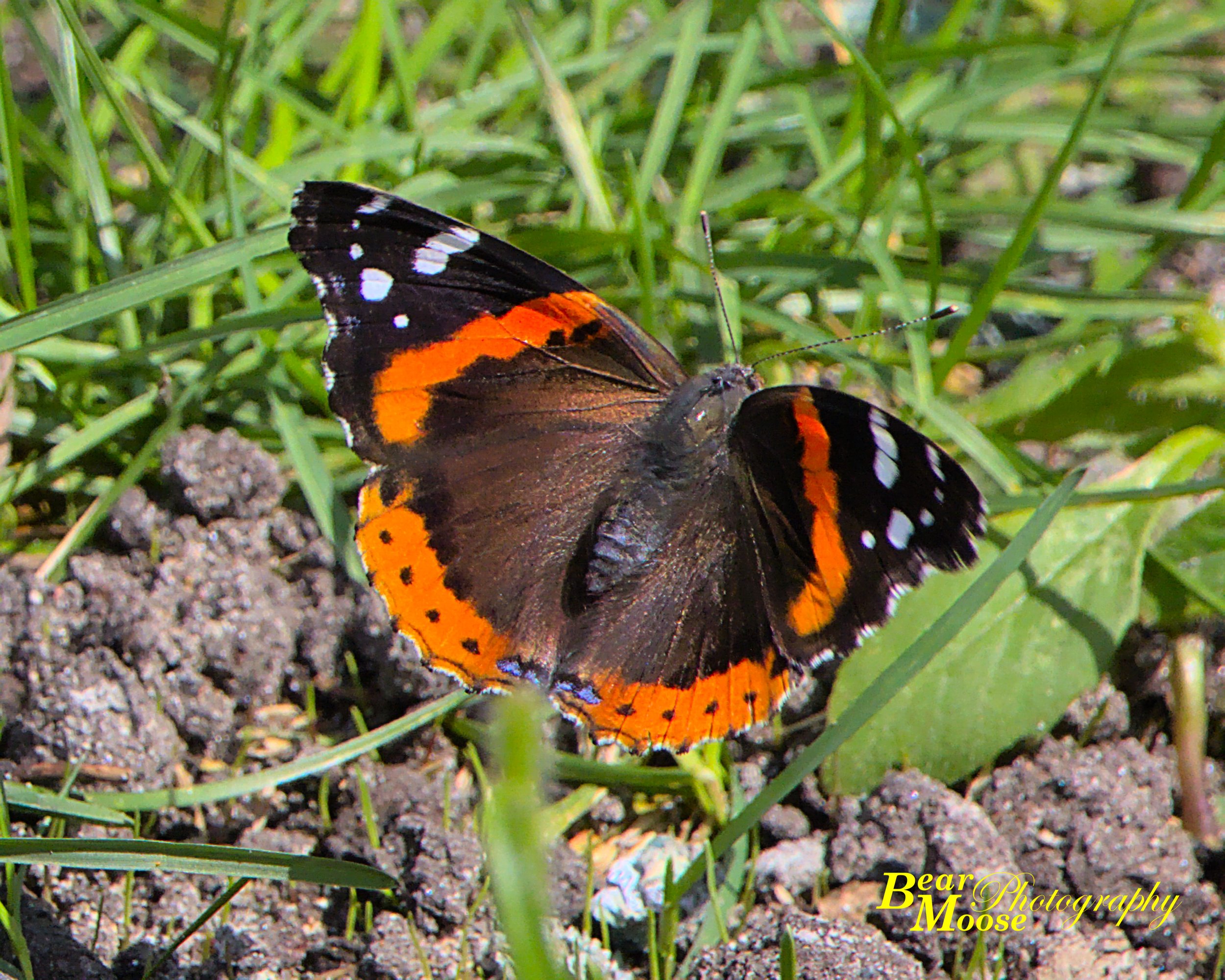 JULY6195_01 (8x10).jpg